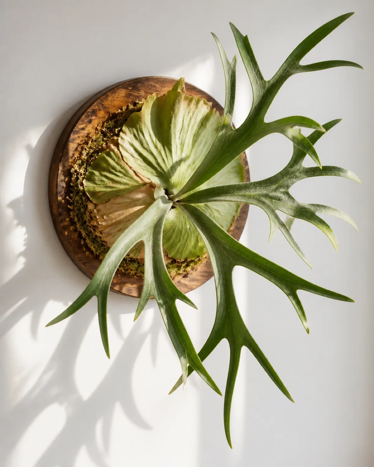 A dramatic mounted staghorn fern on a round wooden board hanging on a clean white wall large antler-shaped fertile fronds extending outward at least 18 inches round shield basal fronds pressed flat against the wooden board sphagnum moss visible around the root ball edges natural morning light casting gentle shadows