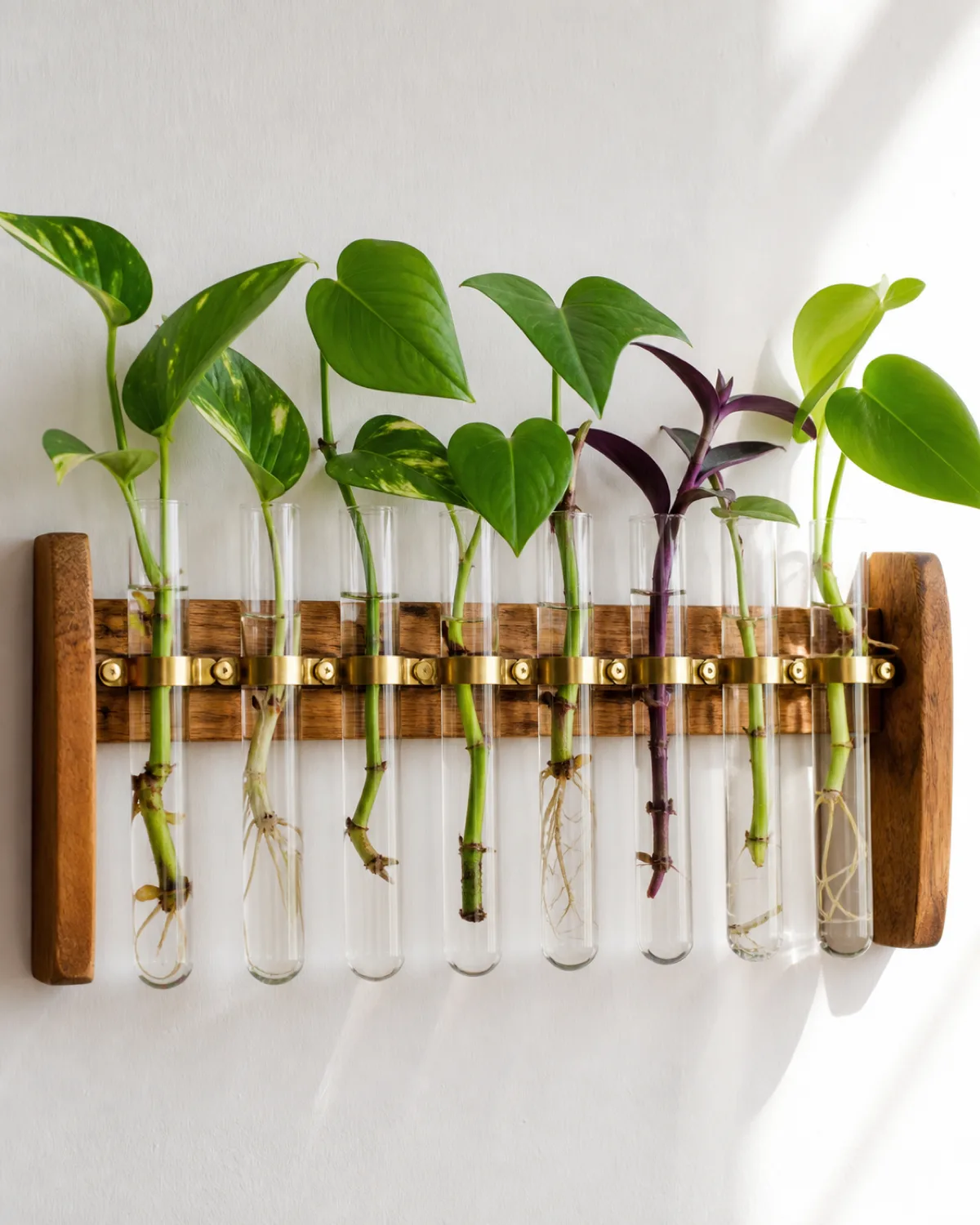 A handmade wooden wall rack with eight glass test tubes held by small brass clamps each tube filled with clean water and a single plant cutting pothos nodes with white roots growing visibly in the water a philodendron heartleaf cutting with emerging roots a tradescantia stem with purple leaves and new root nubs mounted on a white wall bright natural window light