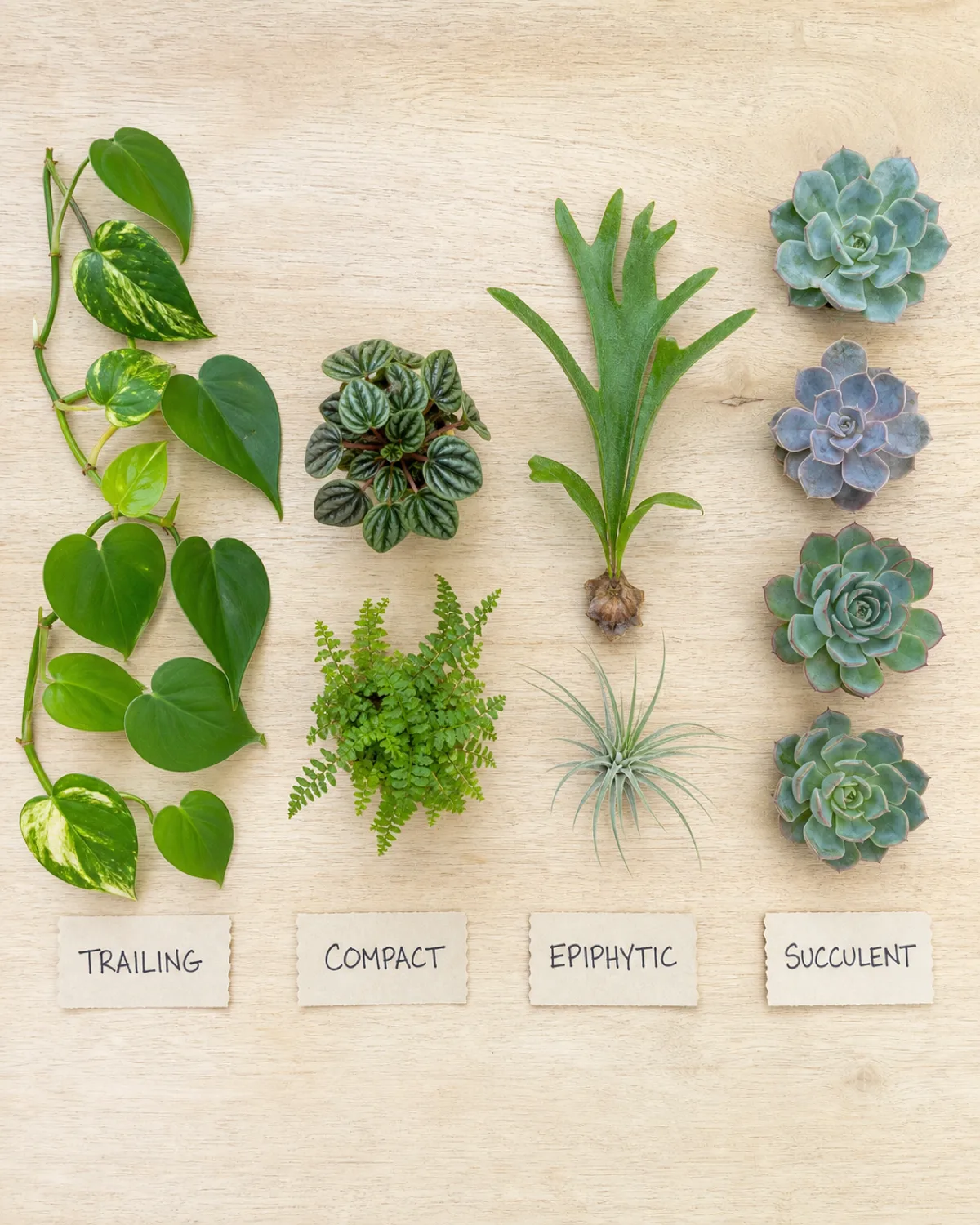 A flat-lay arrangement on a clean light wooden surface showing four categories of wall-suitable plants side by side trailing group with pothos and philodendron cuttings on the left compact group with peperomia and small fern in the center-left epiphytic group with a small staghorn frond and an air plant in the center-right succulent group with echeveria rosettes on the right