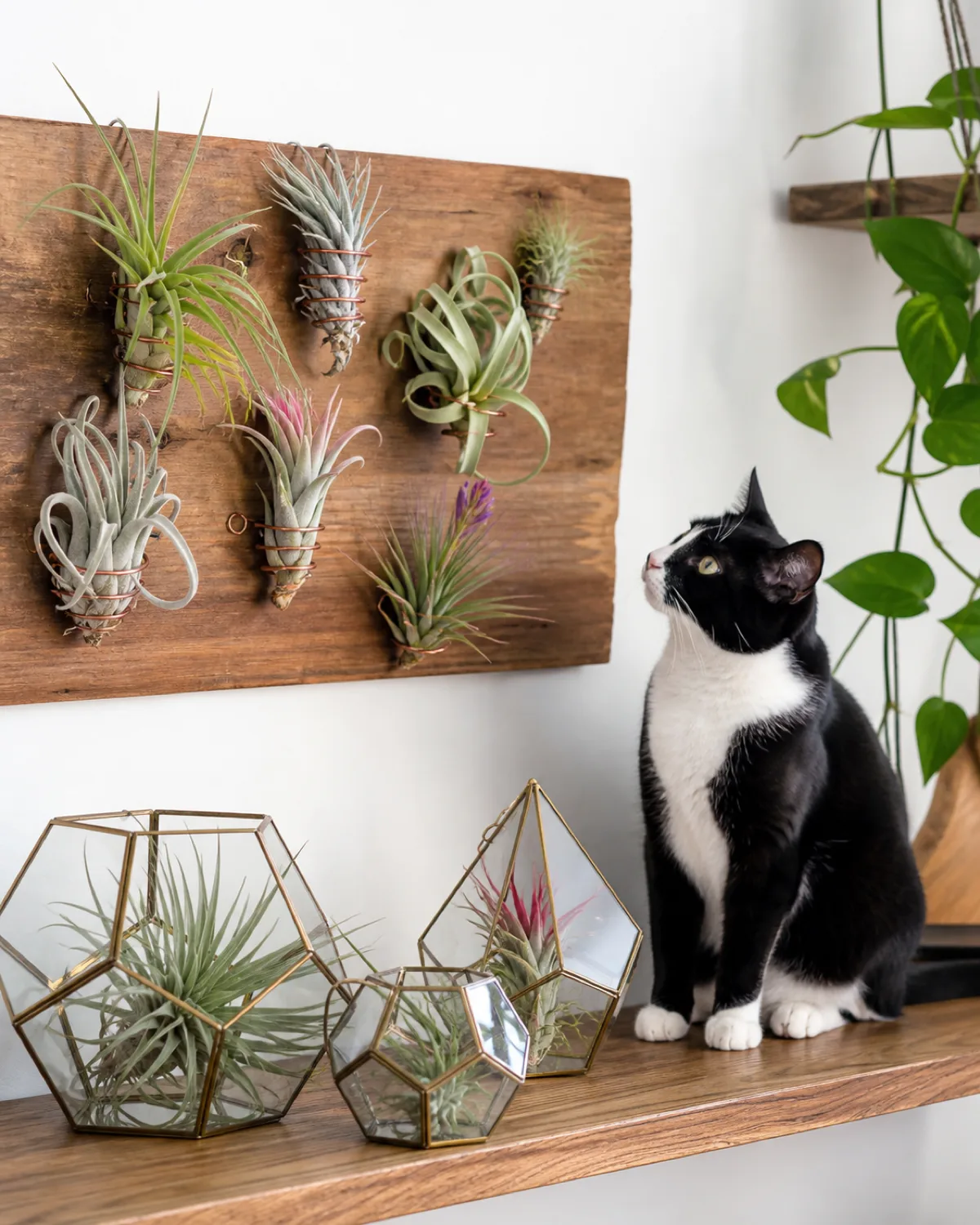 Several Tillandsia air plants of different varieties displayed on a wall-mounted wooden holder and inside small geometric glass terrariums on a shelf with a curious tuxedo cat sitting beside the terrariums looking at an air plant in bright indirect light