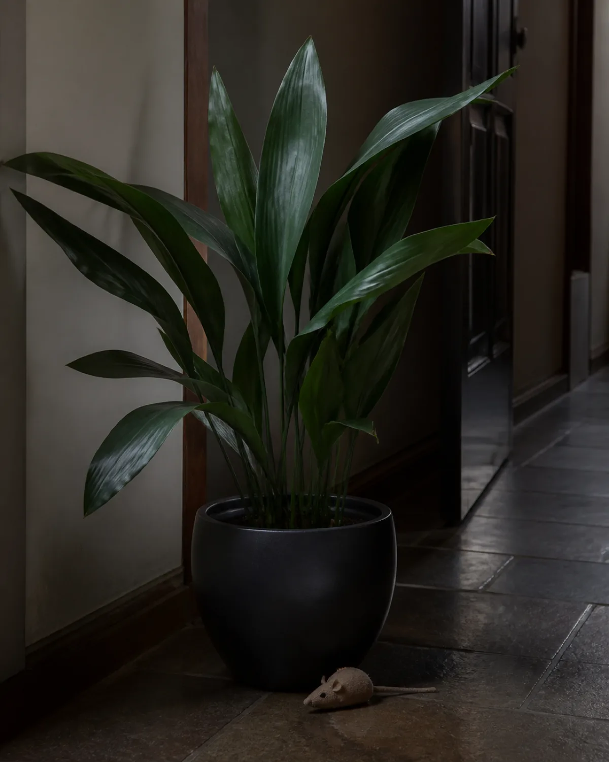 A cast iron plant Aspidistra elatior with tall dark green leathery leaves in a matte black ceramic pot on the floor in a dimly lit hallway corner with a cat toy mouse lying at the base of the plant in moody low ambient light