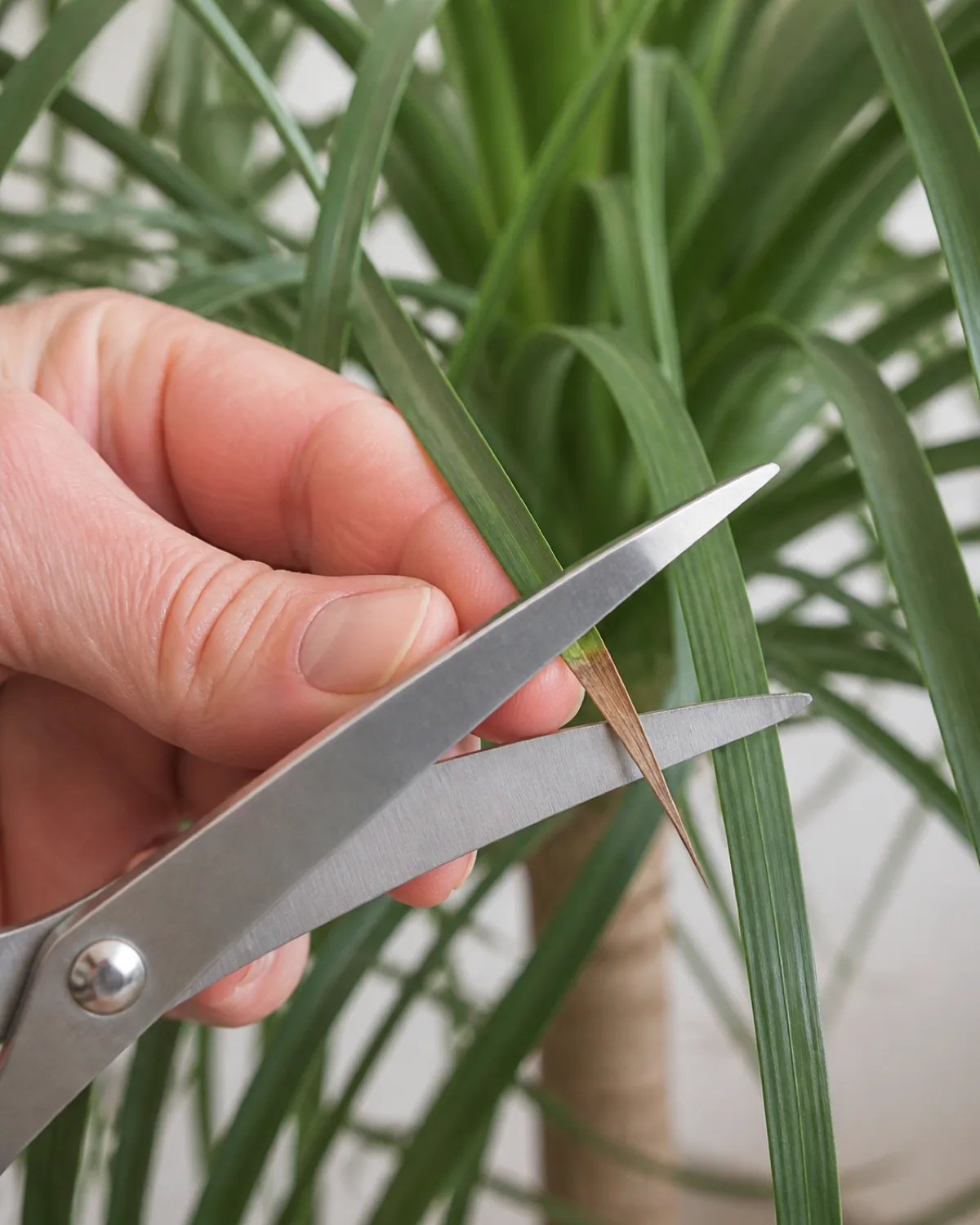 Close-up of a person using sharp clean scissors to trim a brown dried leaf tip on a ponytail palm cutting at a diagonal angle to mimic the natural pointed leaf shape with healthy green curly leaves in the background soft diffused light