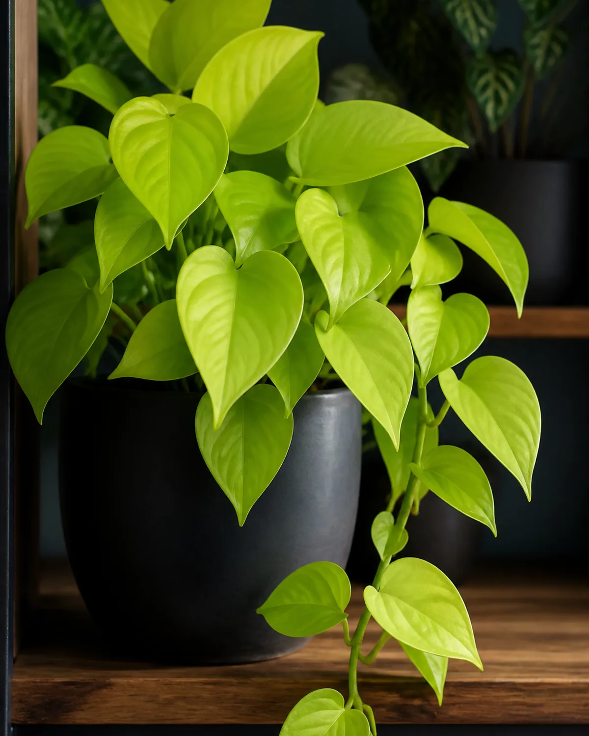 A neon pothos with solid electric chartreuse-lime-green leaves in a matte dark pot on a wooden shelf with a darker background making the vivid uniform yellow-green color pop dramatically