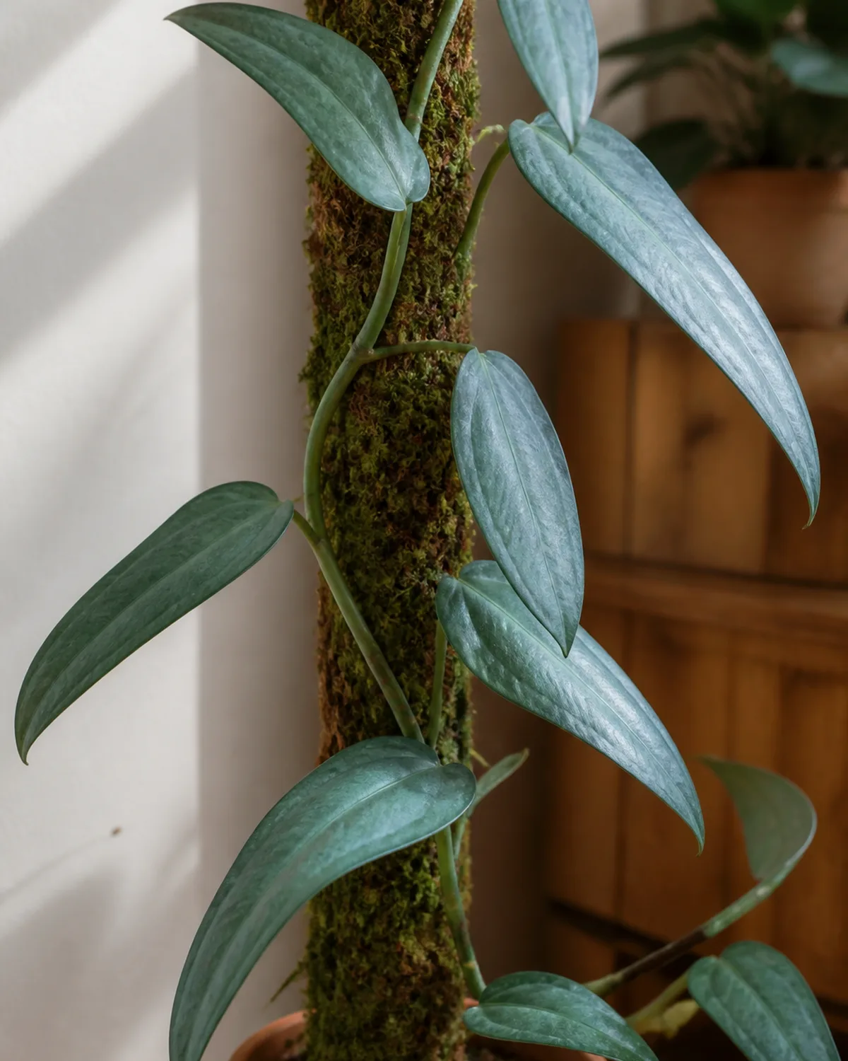 A cebu blue pothos with elongated arrow-shaped leaves showing a metallic blue-silver sheen climbing a moss pole in a terracotta pot with the unique narrow lance-shaped leaves clearly visible