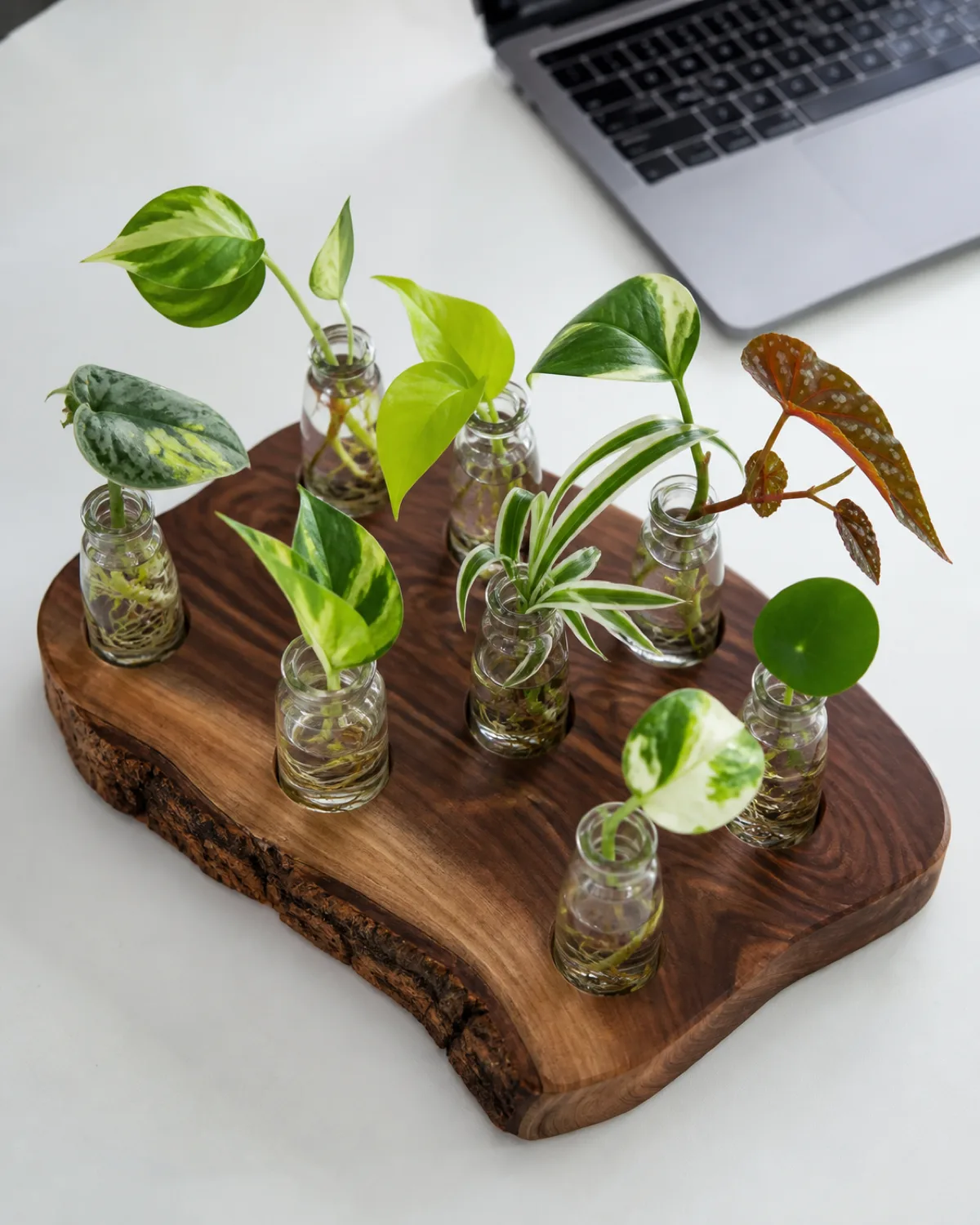 A thick natural edge live-edge walnut wood slab about twelve inches long with eight drilled holes each hole holding a small clear glass bottle filled with water and a different cutting including various pothos types a pilea pup a spider plant baby and a begonia stem placed on a clean white desk