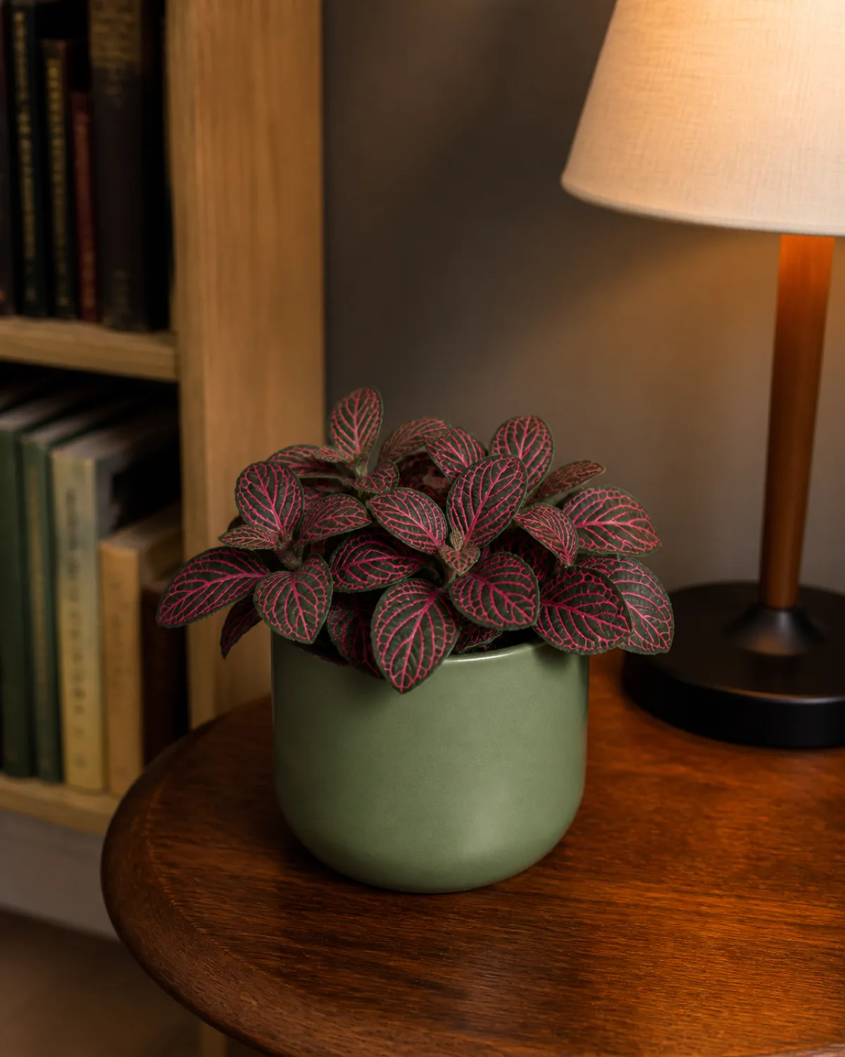 A Fittonia nerve plant in a small sage green ceramic pot in a shaded corner on a wooden side table showing intricate hot pink veins on dark green leaves looking vibrant despite the low light position a small reading lamp nearby casting warm ambient light
