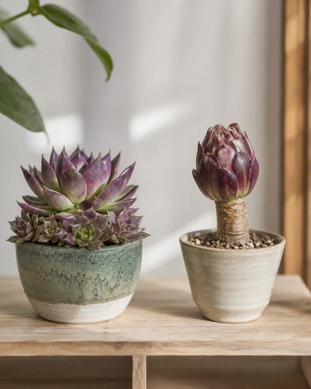 Two succulents side by side on a shelf with an Echeveria in active growth showing a compact plump rosette next to an Aeonium in summer dormancy with tightly curled inward leaves