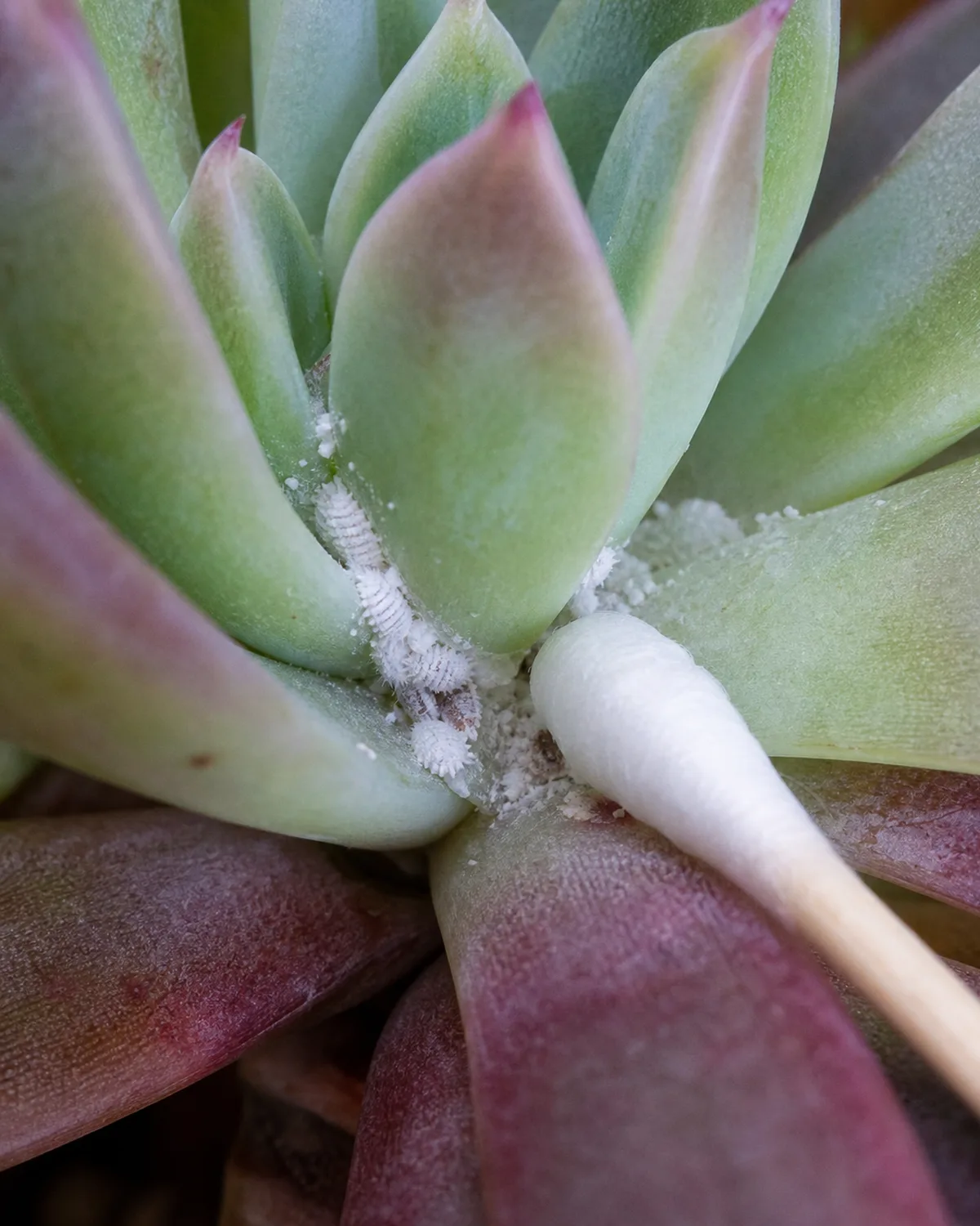 Close-up of white cottony mealybugs clustered at the center of an Echeveria where leaves meet the stem with a cotton swab dipped in rubbing alcohol positioned to treat the infestation