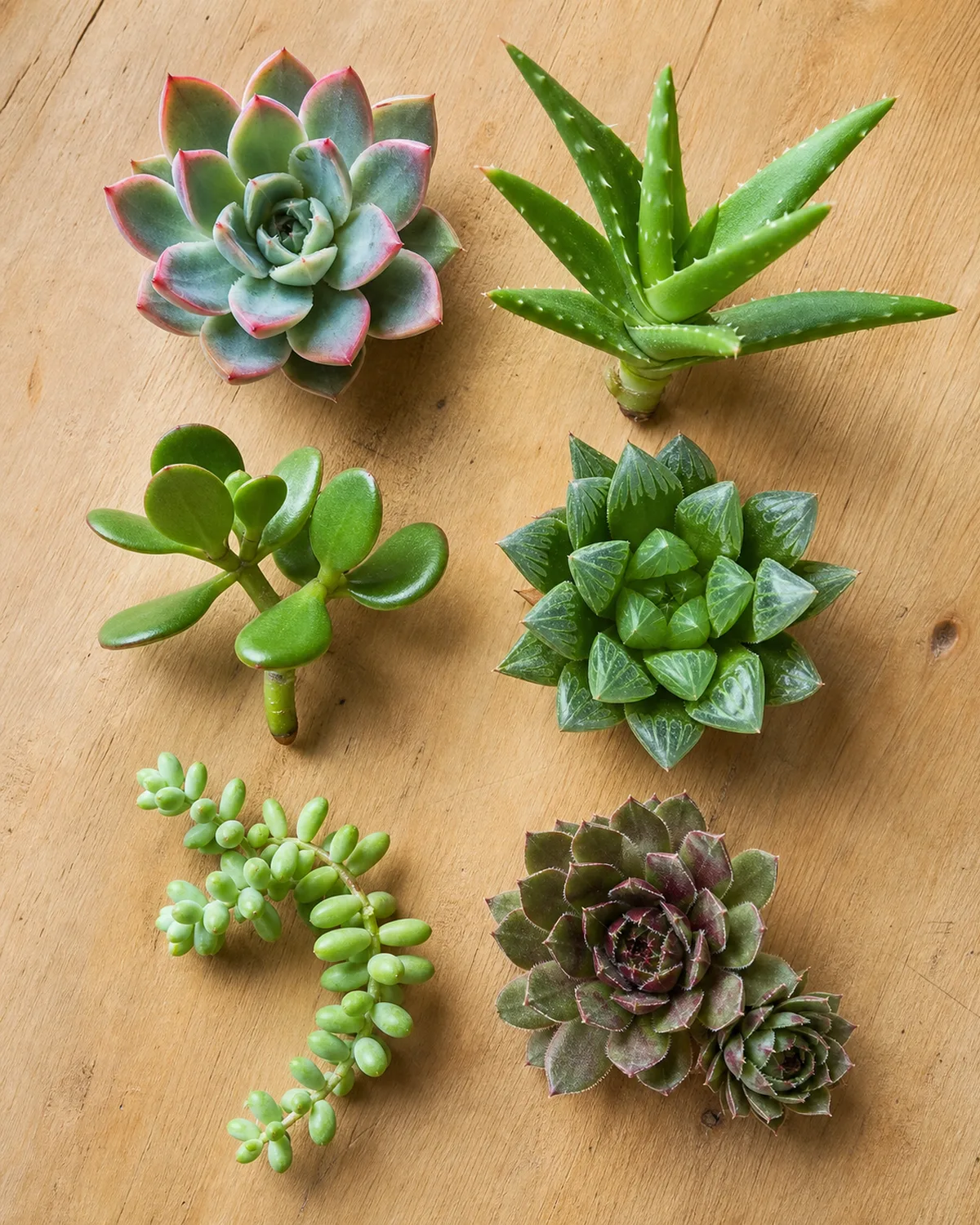 A flat lay of six different succulent types on a light wooden surface including an Echeveria rosette an Aloe vera pup a jade plant a Haworthia a Sedum trailing piece and a Sempervivum pair