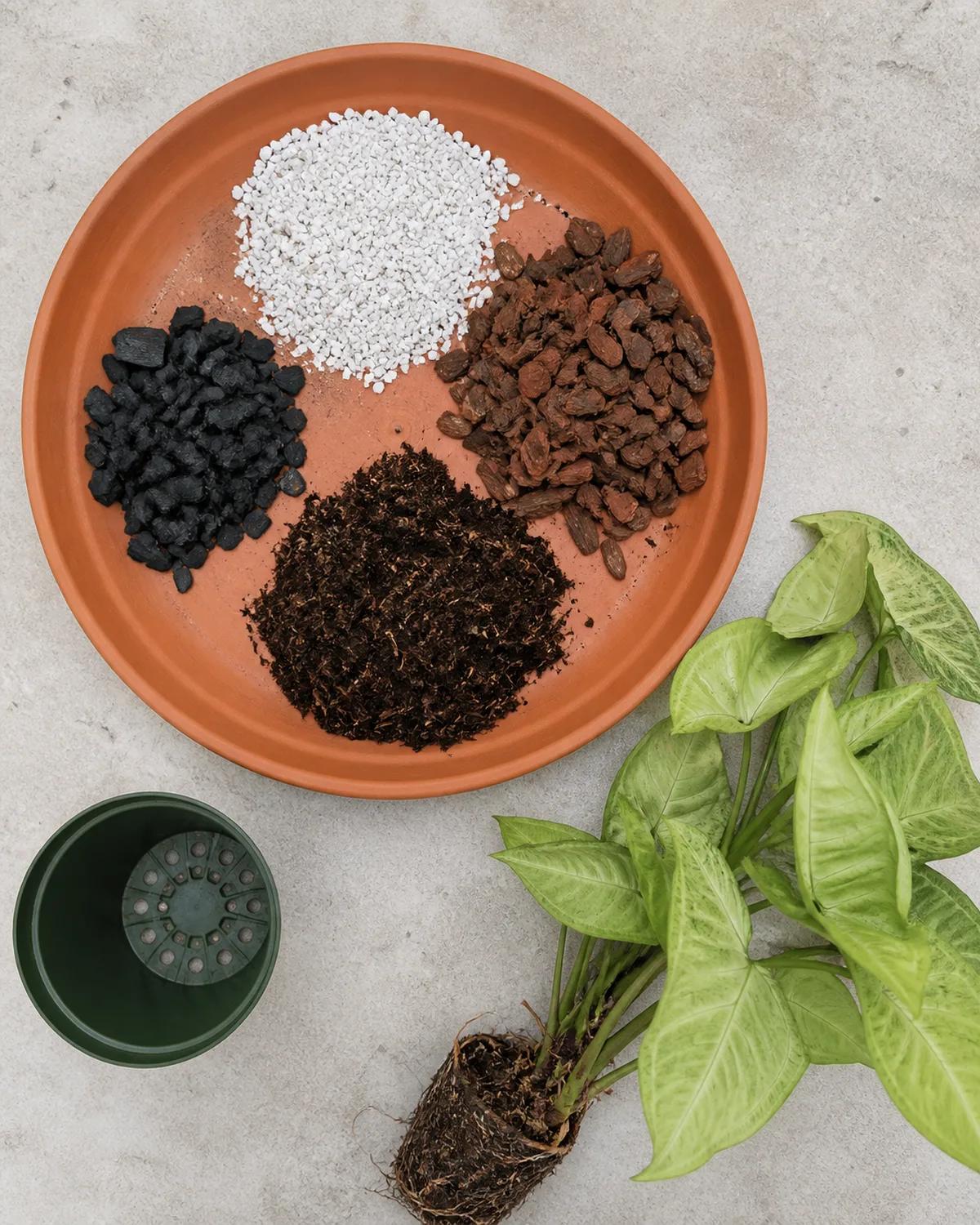 Top-down view of aroid soil mix components laid out separately on a terracotta saucer: white perlite chunks, brown orchid bark pieces, dark peat moss, and a small pile of black horticultural charcoal
