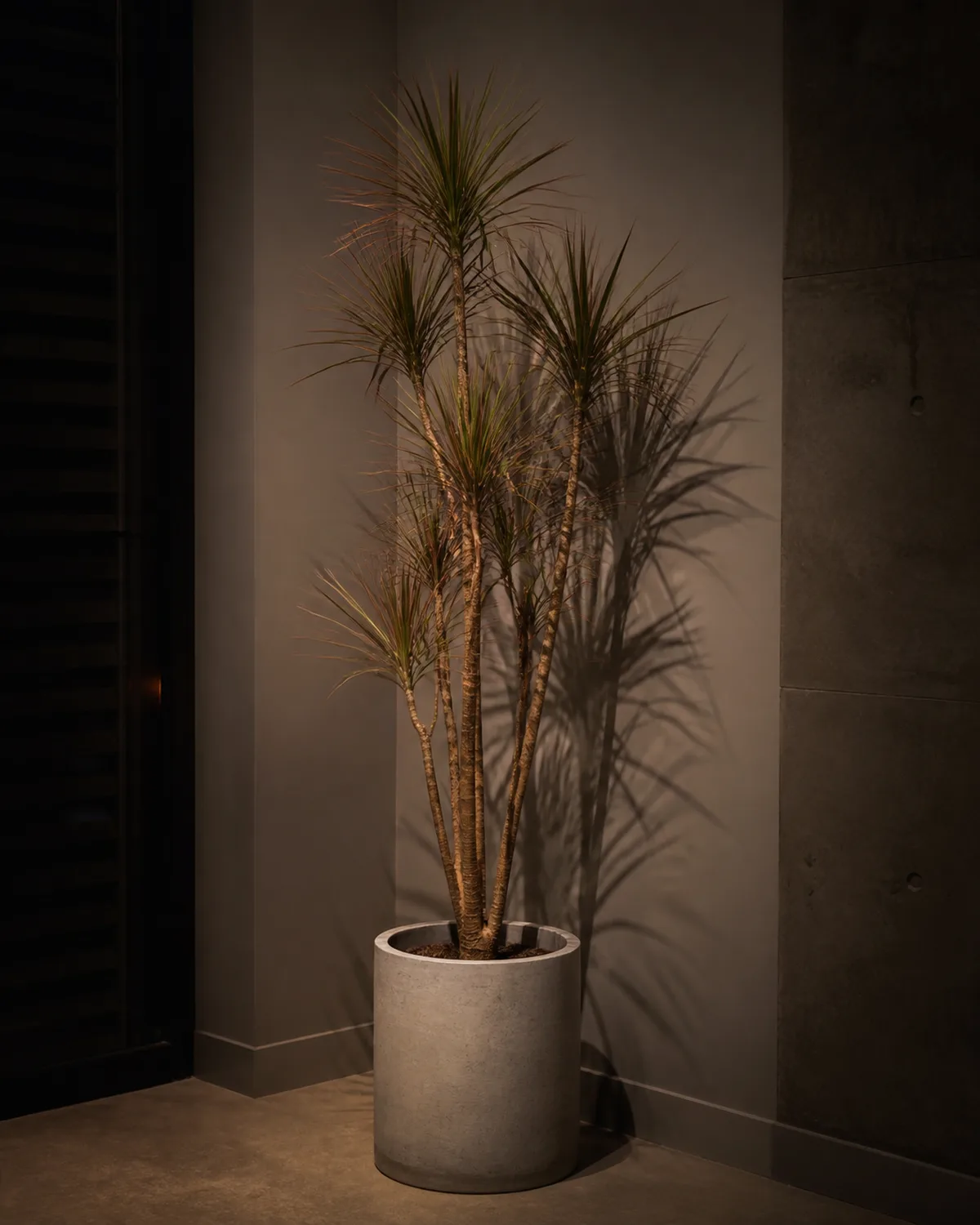 A tall dracaena marginata with multiple slender woody trunks topped with tufts of thin spiky red-edged green leaves in a modern concrete planter standing in a dimly lit corner of a room with the palm-like silhouette creating dramatic shadows in ambient indoor lighting