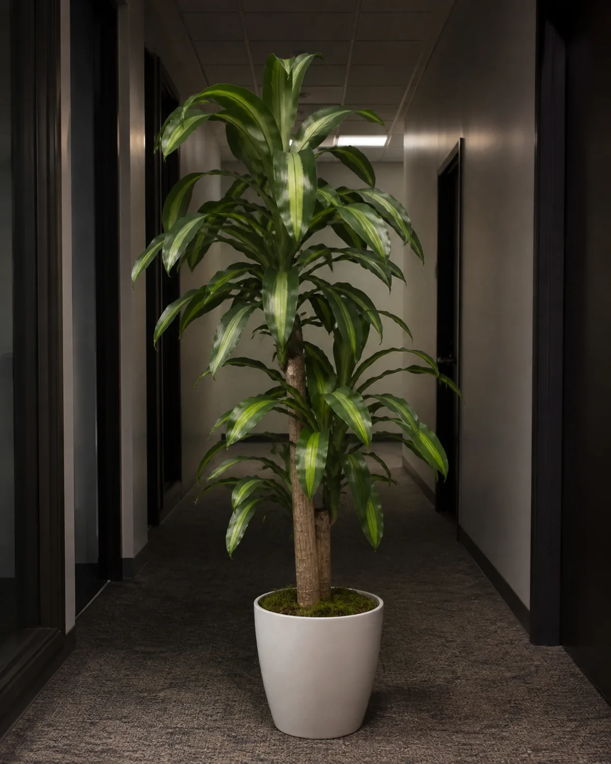 A corn plant Dracaena fragrans with broad strap-like green leaves with cream center stripes growing from a thick woody cane approximately four feet tall in a simple white pot placed in a dim office hallway with fluorescent overhead light looking healthy and upright