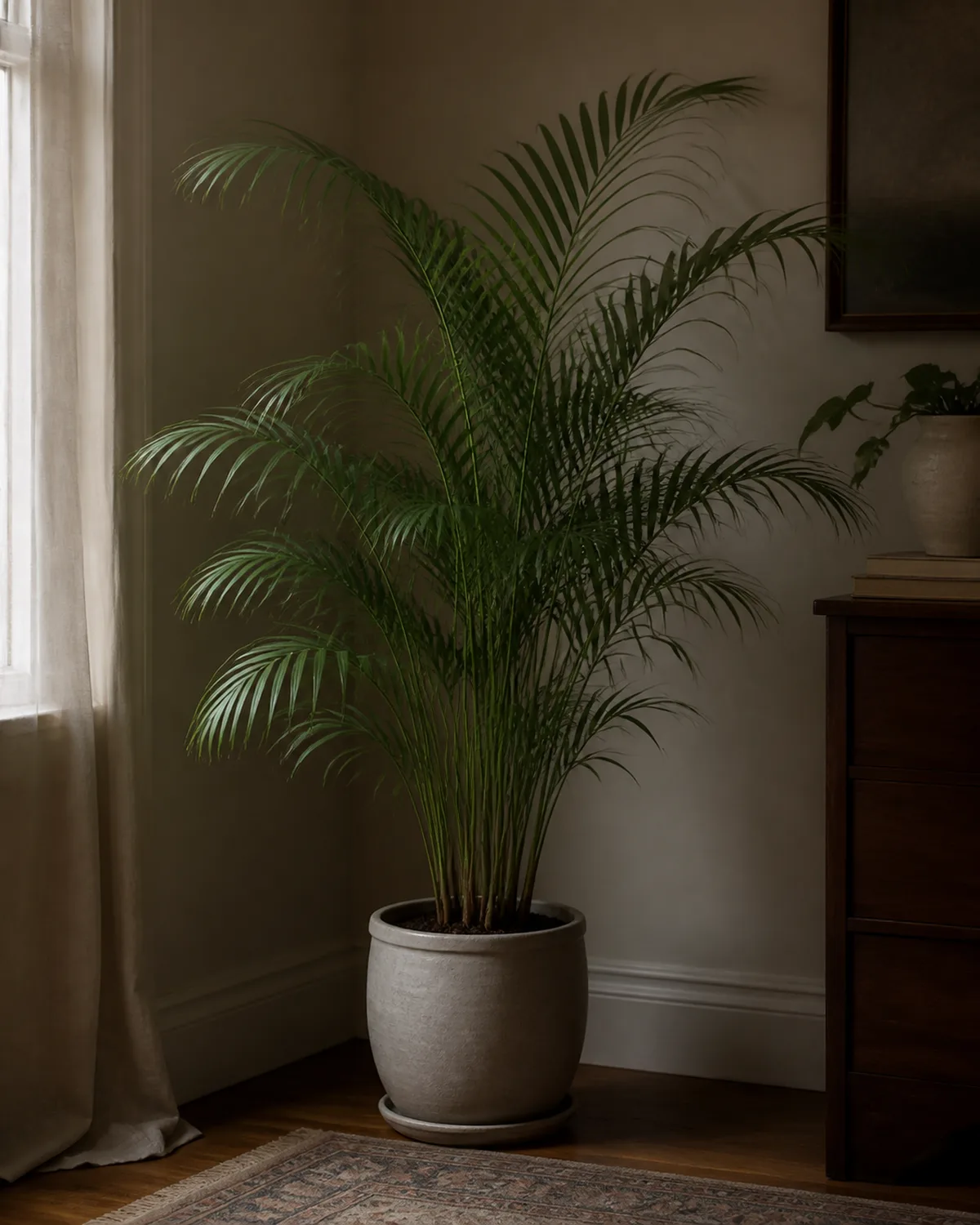 A parlor palm about four feet tall with graceful arching green fronds growing from multiple thin clustered stems in a ceramic pot in a north-facing room with soft low natural light and the delicate fronds creating a soft tropical atmosphere in the dim space