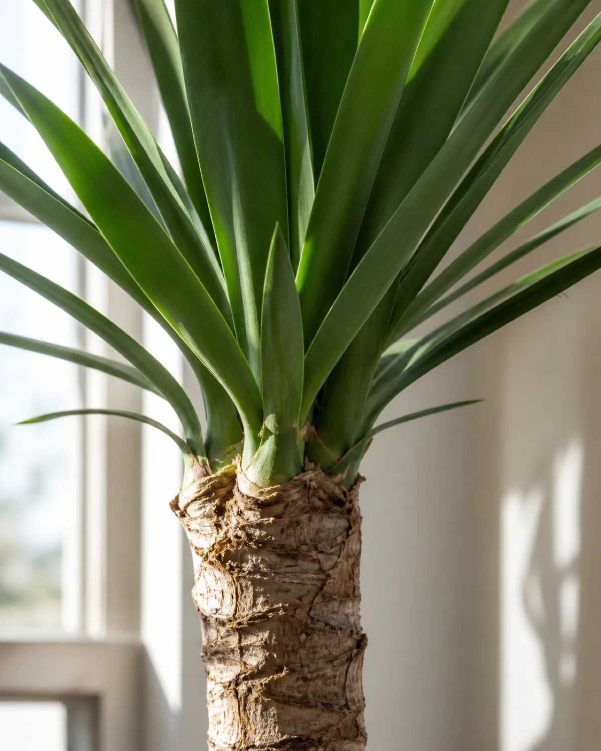 A close-up of a yucca elephantipes showing its thick fibrous woody cane trunk with rough bark texture in the lower portion transitioning to a tight rosette crown of stiff sword-shaped dark green leaves pointing upward in a bright sunny window setting