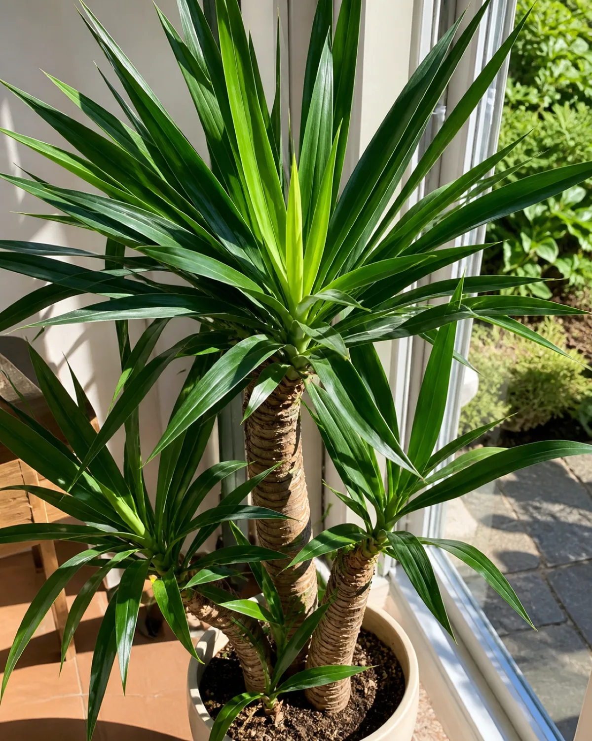 A beautiful yucca plant shown through a bright window with strong direct sunshine suggesting peak growing season the plant looking healthiest with tight compact rosettes of deep green leaves new lighter green growth visible at the crown center