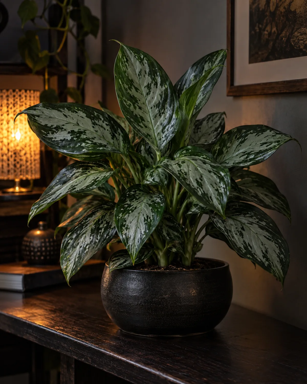 A Chinese evergreen with deep green and silver-gray patterned leaves in a low dark ceramic pot placed in a dimly lit room corner with moody atmospheric lighting and soft ambient glow