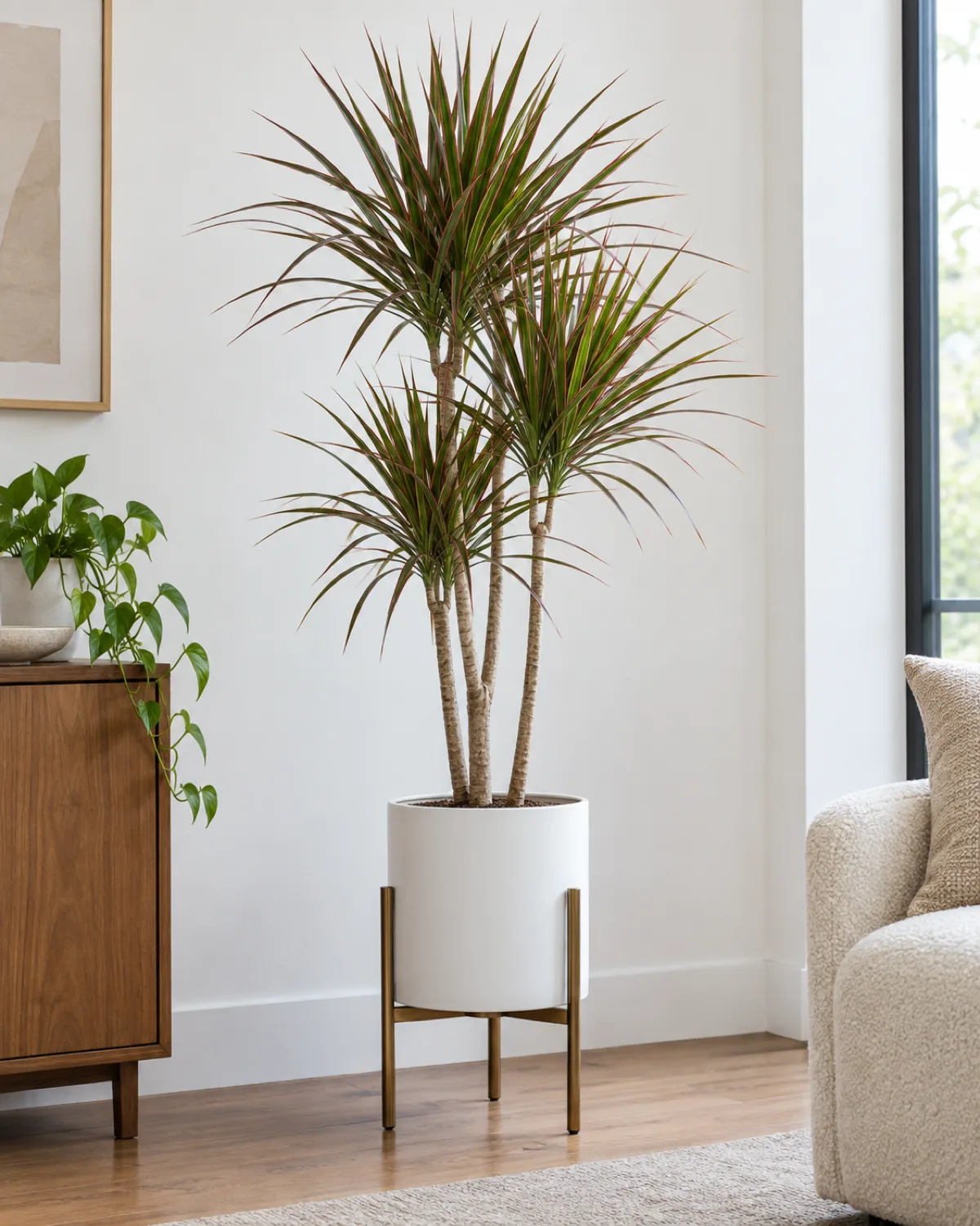 A Dracaena marginata with thin spiky red-edged green leaves radiating from the tops of slender woody canes about three feet tall in a modern white cylindrical pot on a sleek plant stand in a minimalist room with bright indirect light