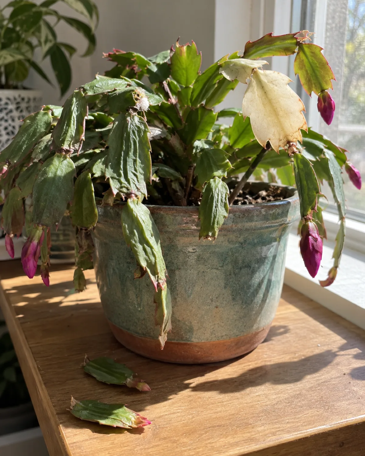 A Christmas cactus showing visible problems including wrinkled limp lower segments two detached segments on the shelf surface one bleached pale segment and a tiny cluster of white cottony mealybugs in a segment joint near a window with harsh direct light