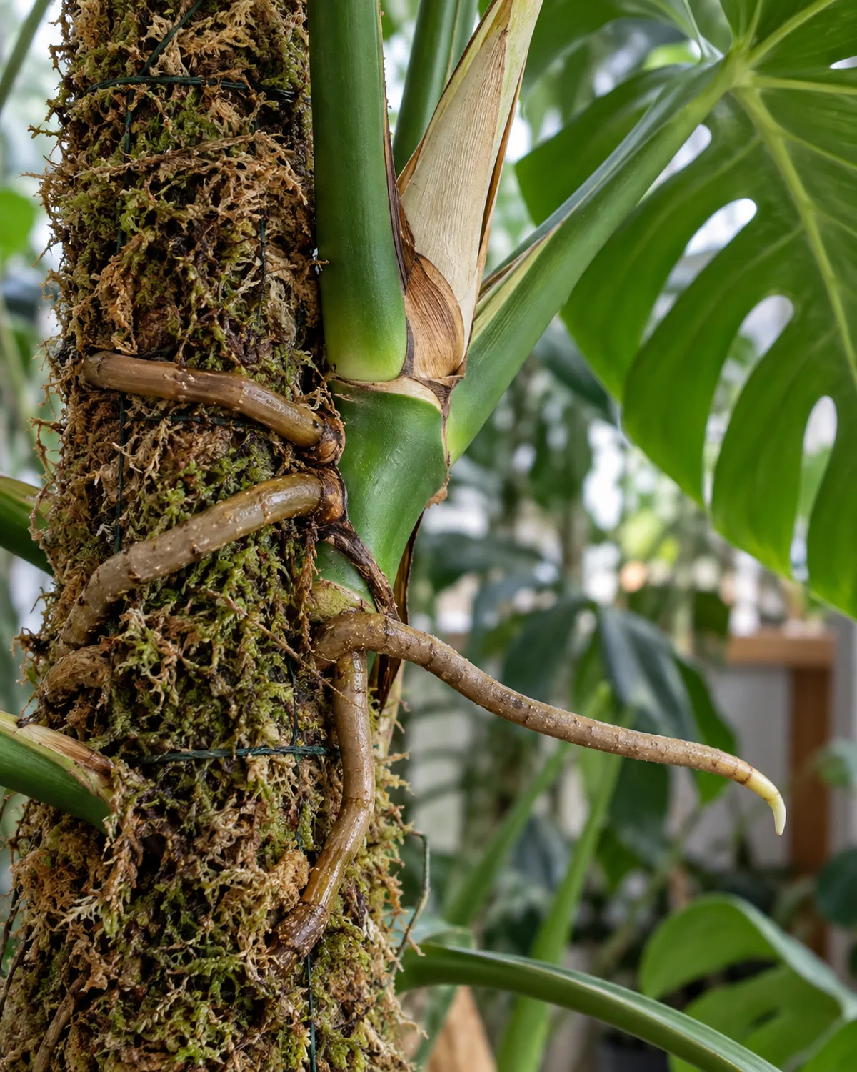 A close-up of a monstera deliciosa stem showing thick aerial roots gripping a moss pole the pale brown roots wrapping tightly around damp sphagnum moss with a large fenestrated leaf extending from the stem junction in soft natural light