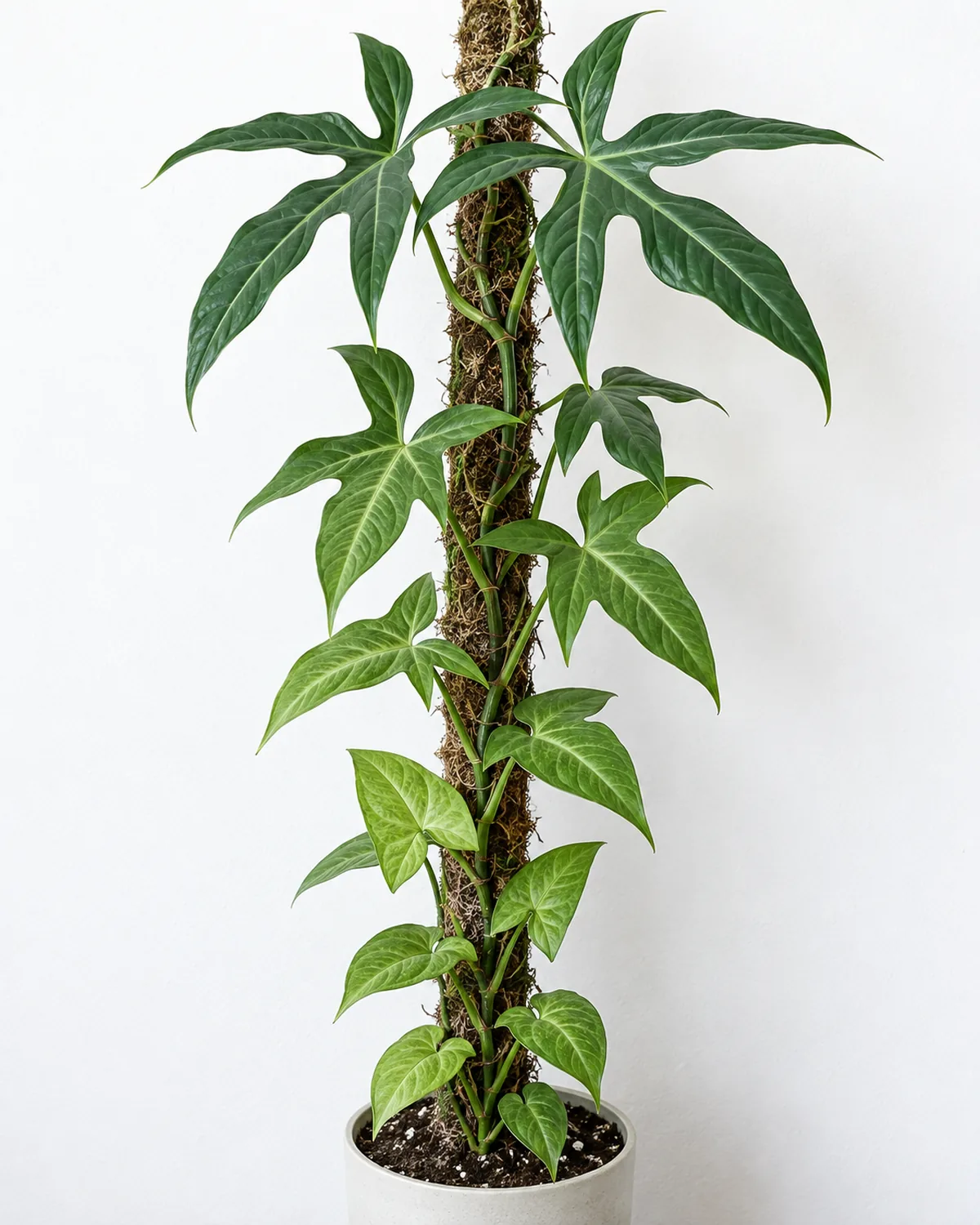 A syngonium podophyllum climbing a thin moss pole showing the dramatic leaf shape change from simple arrowhead-shaped leaves at the base to larger lobed leaves halfway up to deeply lobed five-segment leaves at the top the entire transformation visible on one plant against a clean white background in bright even light