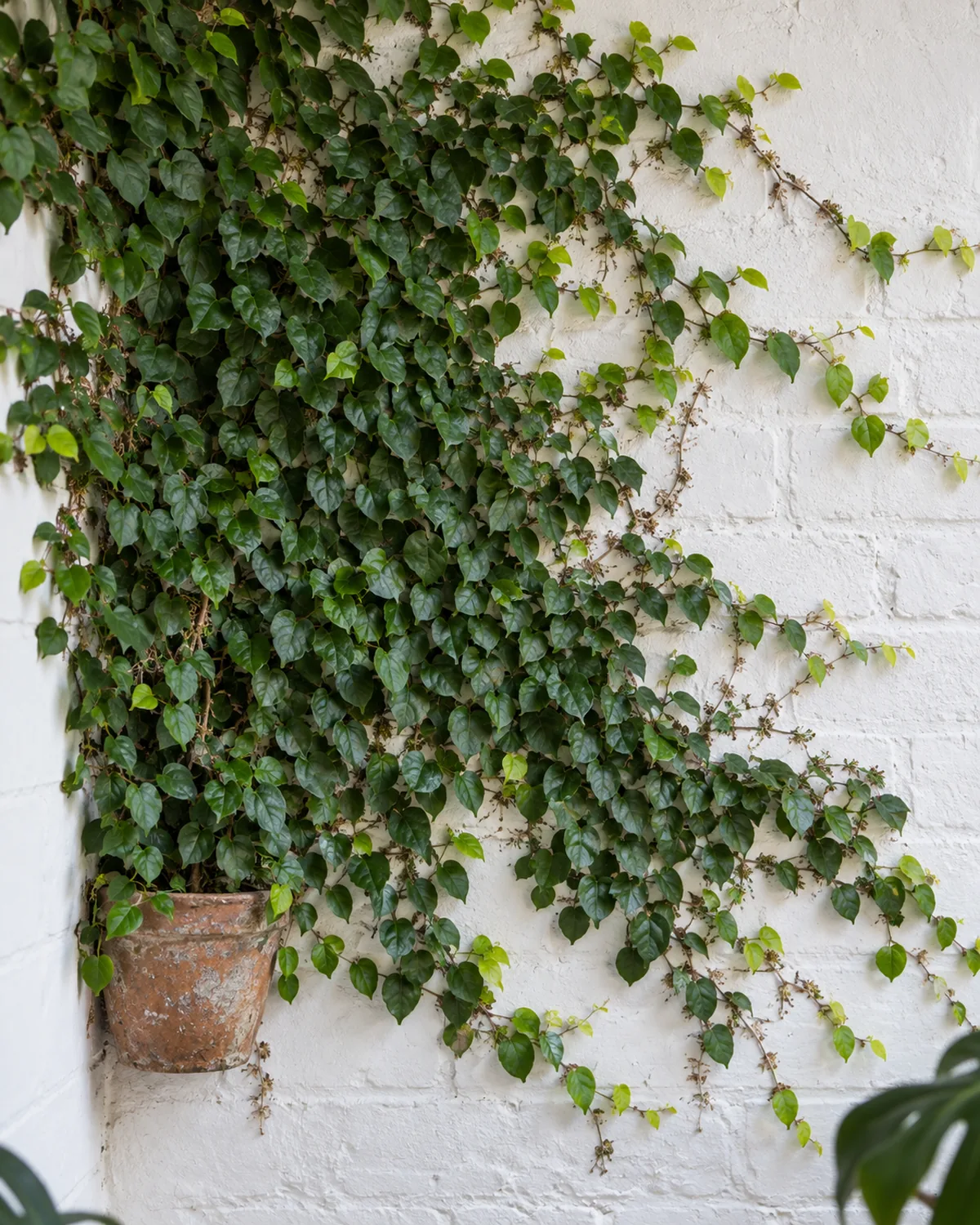 A creeping fig covering a section of an indoor white wall with tiny dark green heart-shaped leaves pressed flat against the surface the self-clinging vine creating a dense green mat spreading upward from a small wall-mounted pot with tiny adhesive aerial rootlets visible at the advancing edges where lighter green juvenile leaves are growing