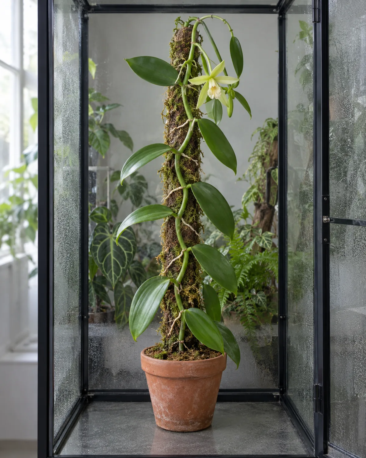 A vanilla orchid vine with thick fleshy green stems and glossy oval leaves climbing a damp moss pole inside a glass greenhouse cabinet with aerial roots gripping the moss at each node a single pale greenish yellow trumpet-lipped flower near the top and condensation on the glass