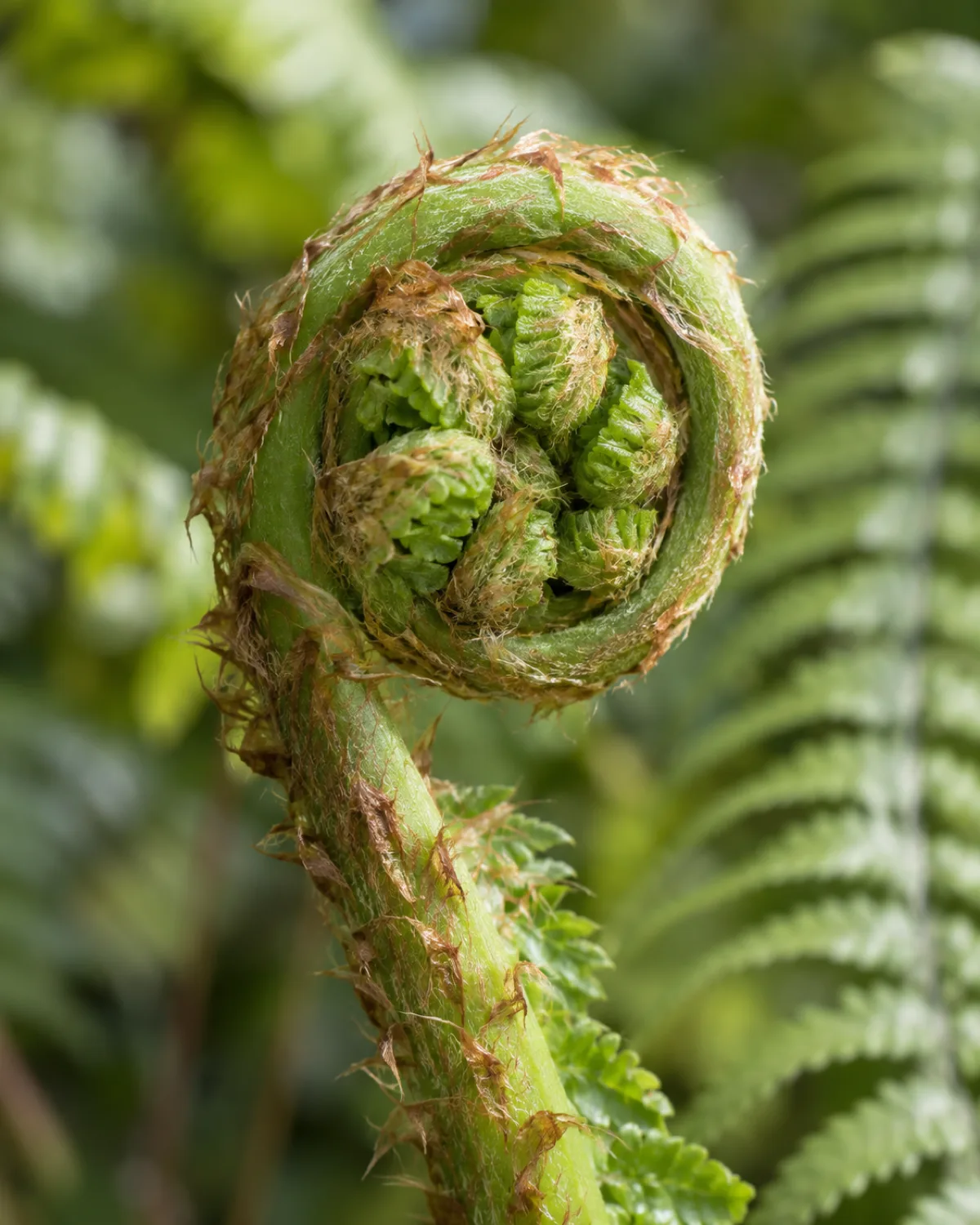 Close-up macro photograph of a fern fiddlehead uncurling showing the tightly coiled bright green spiral with fuzzy light brown scales on the emerging crozier against a soft bokeh blur of mature green fern fronds