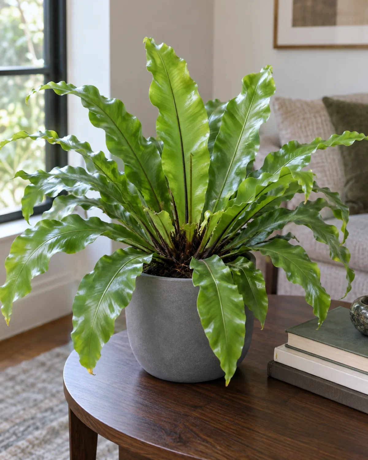 Bird's nest fern in a matte gray ceramic pot with wide glossy light green undivided fronds arranged in a rosette shape radiating from a visible dark fibrous central crown on a dark walnut side table
