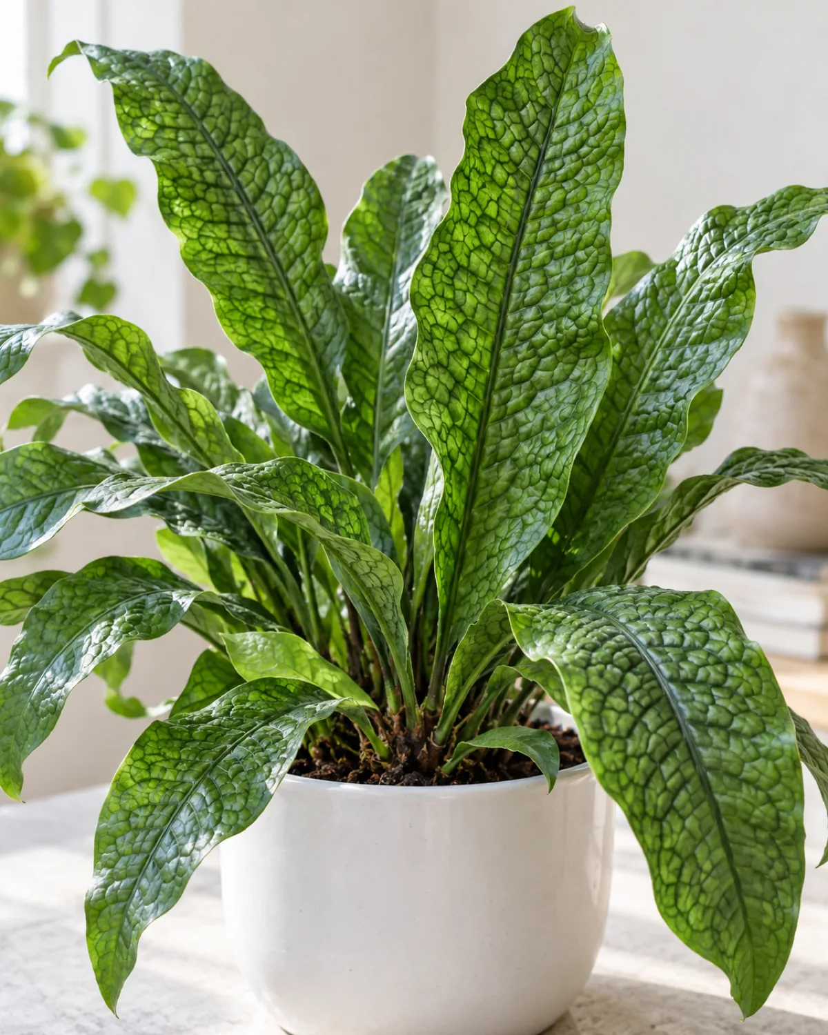 Crocodile fern in a white ceramic pot with wide undivided green fronds showing the distinctive reptile-scale texture pattern on the leaf surface photographed close enough to see the unique network-like veining pattern