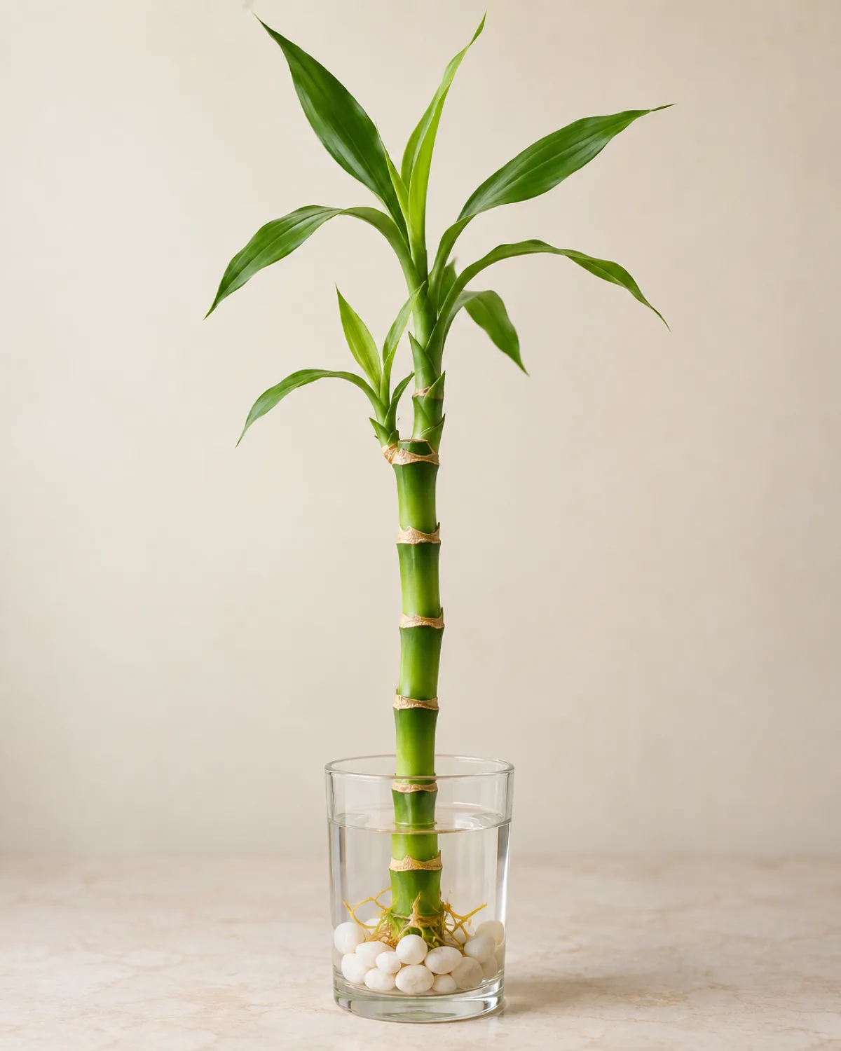 A close-up botanical study of a single lucky bamboo stalk showing jointed segmented green cane with visible nodes and narrow lance-shaped leaves sprouting from the top in a small clear glass vessel with water and white pebbles against a neutral cream background with soft diffused light