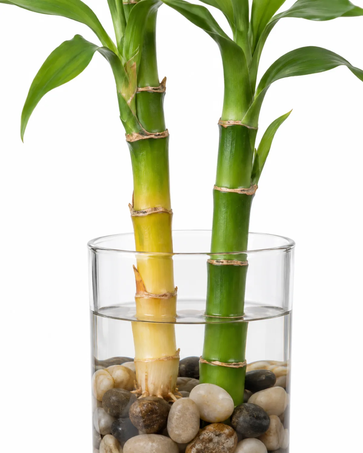 A diagnostic close-up of a lucky bamboo stalk showing yellowing with the lower portion turning pale yellow while the upper part remains green beside a healthy fully green stalk for comparison both in a clear glass vessel with pebbles and water bright clinical natural lighting white background
