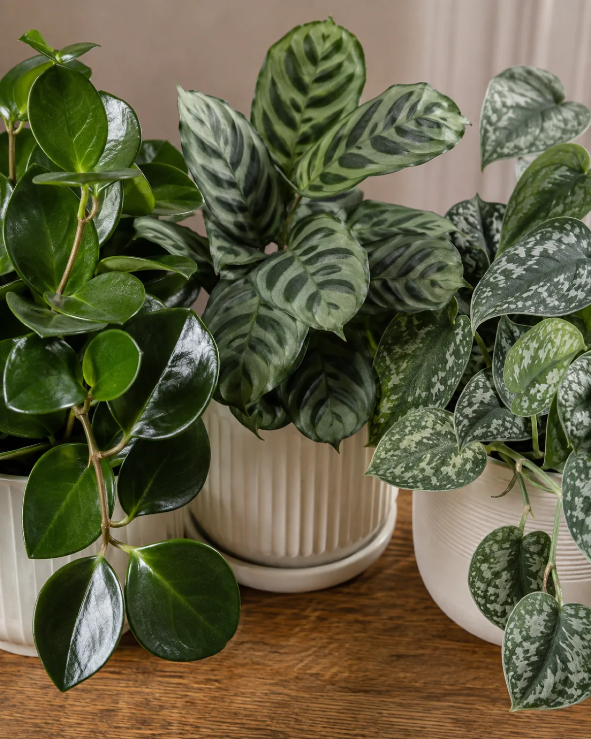 A tight cluster of three houseplants on a wooden table demonstrating leaf texture contrast a glossy hoya with thick waxy leaves a matte ribbed calathea with velvety patterned leaves and a silver-streaked scindapsus with satin shimmery leaves coordinated white and cream pots soft natural light highlighting the different leaf surfaces