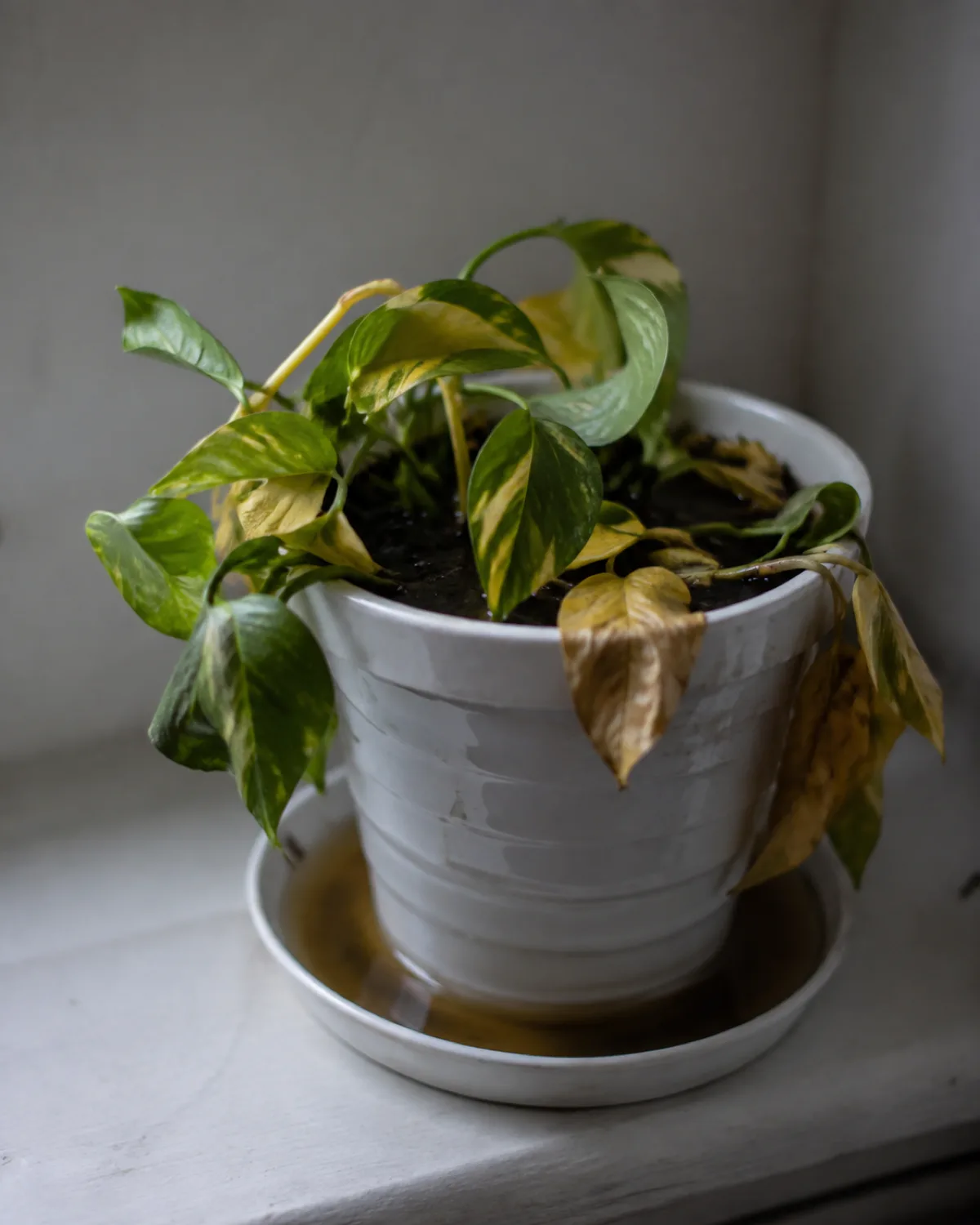An overwatered pothos with yellowed drooping leaves in a white pot with water pooled in the saucer beneath it placed far from a window in dim light showing the consequences of beginner plant care mistakes