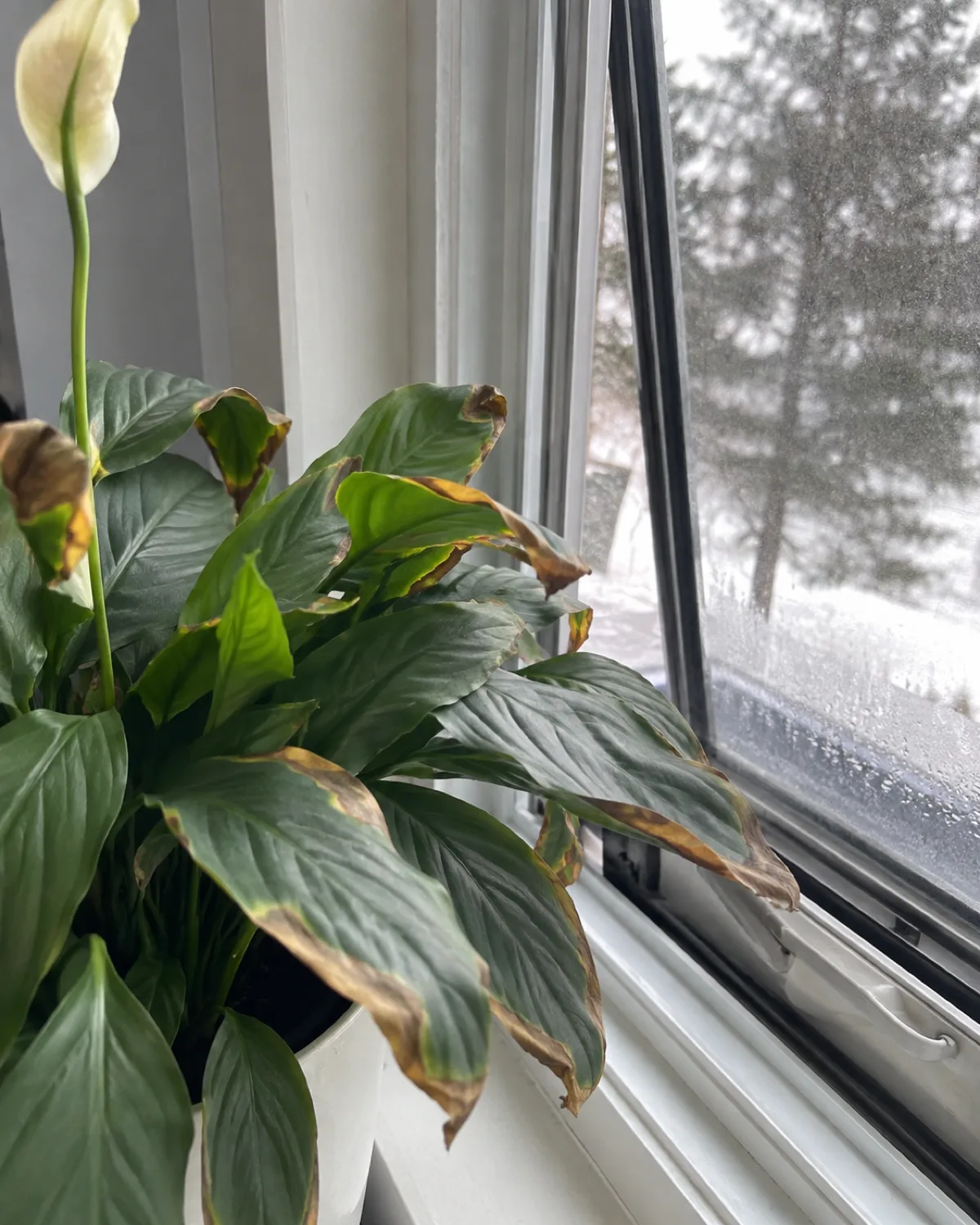 A peace lily on a windowsill showing cold draft damage with browning crispy leaf edges placed directly beside a slightly open window in winter with condensation on the glass and the cold air implied by the gap demonstrating how drafts damage tropical houseplants