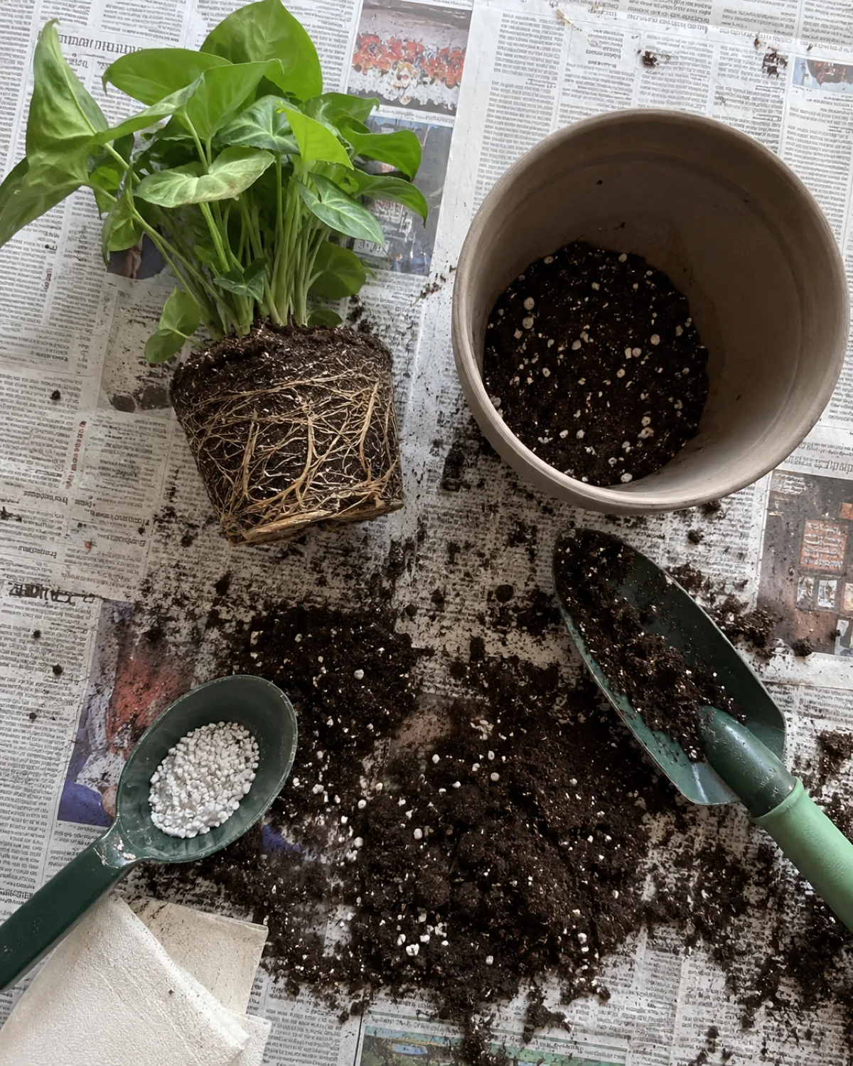 Overhead view of a repotting station on a newspaper-covered table with a small houseplant removed from its old pot with slightly root-bound roots circling the root ball a new pot one size larger beside it with fresh potting mix partially filled a hand trowel and perlite
