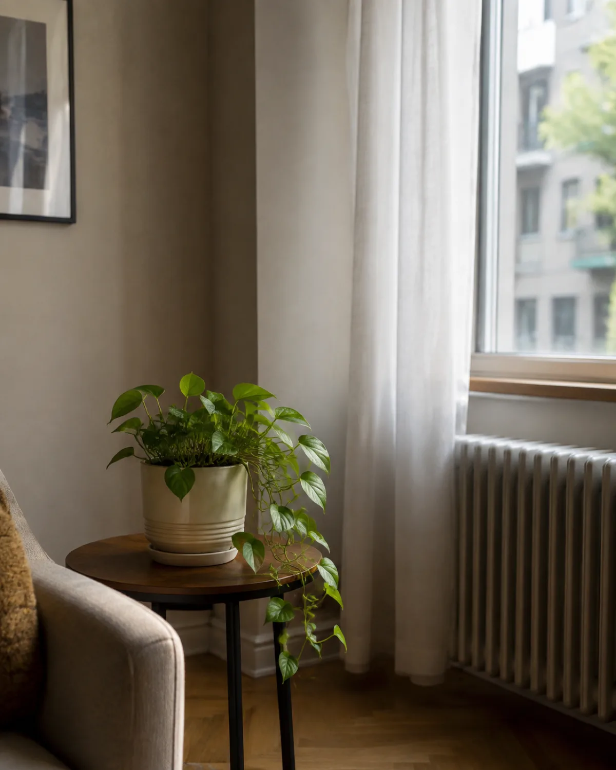A pothos plant on a side table near but not directly in front of a bright window receiving indirect light filtered through a sheer curtain a few feet from the glass with a radiator visible below the window and the plant positioned away from it showing awareness of drafts and heat sources