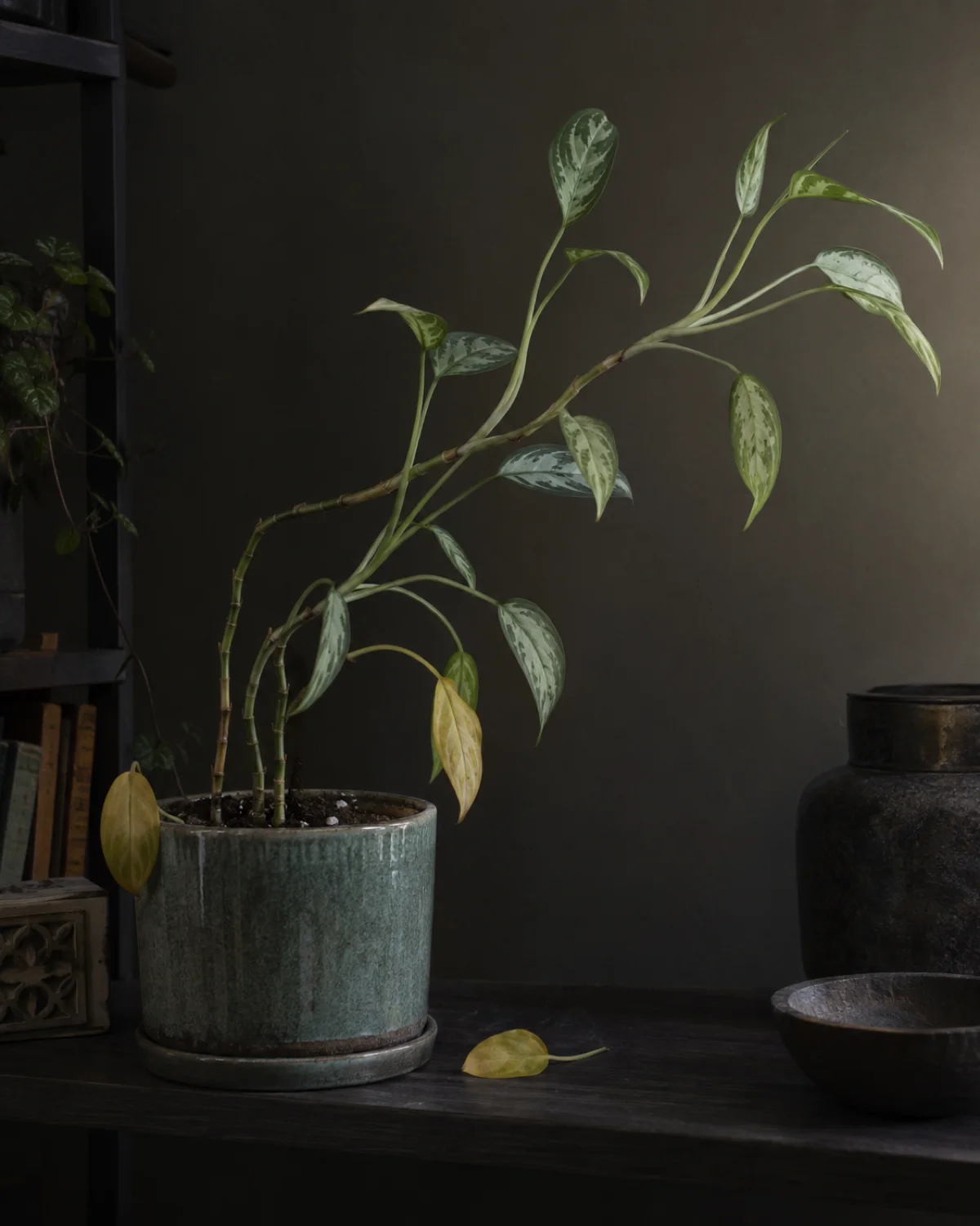 A Chinese evergreen showing visible light deprivation with elongated leggy stems reaching sideways toward a distant light source smaller and paler leaves than normal with wider node spacing and yellowed lower leaves