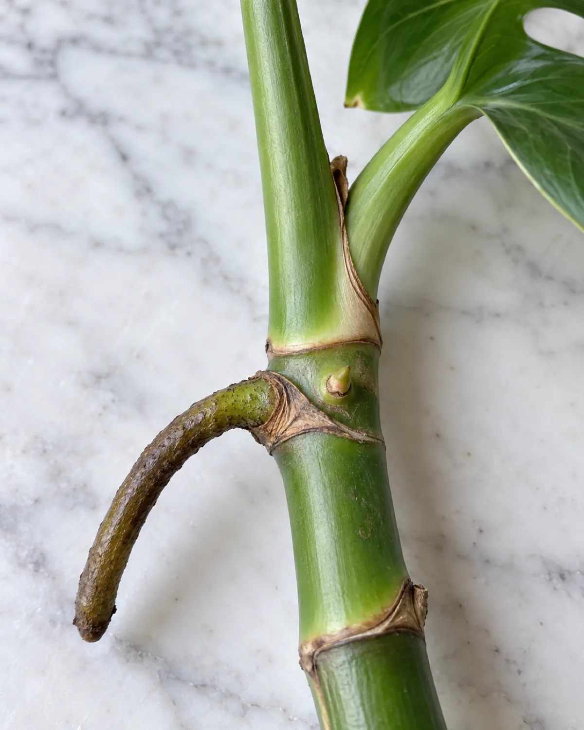Close-up of a monstera stem section on a white marble surface showing clear node anatomy with a raised node bump thick aerial root a tiny dormant axillary bud eye and the leaf petiole attaching above