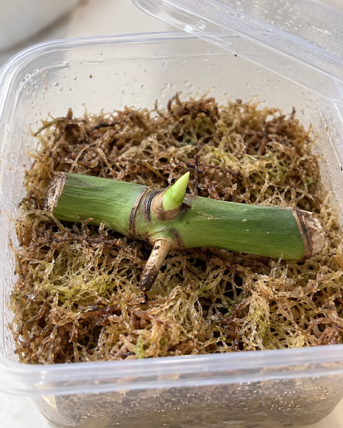 A leafless monstera node segment lying horizontally on damp sphagnum moss in a clear plastic container with a tiny bright green shoot emerging from the dormant axillary bud