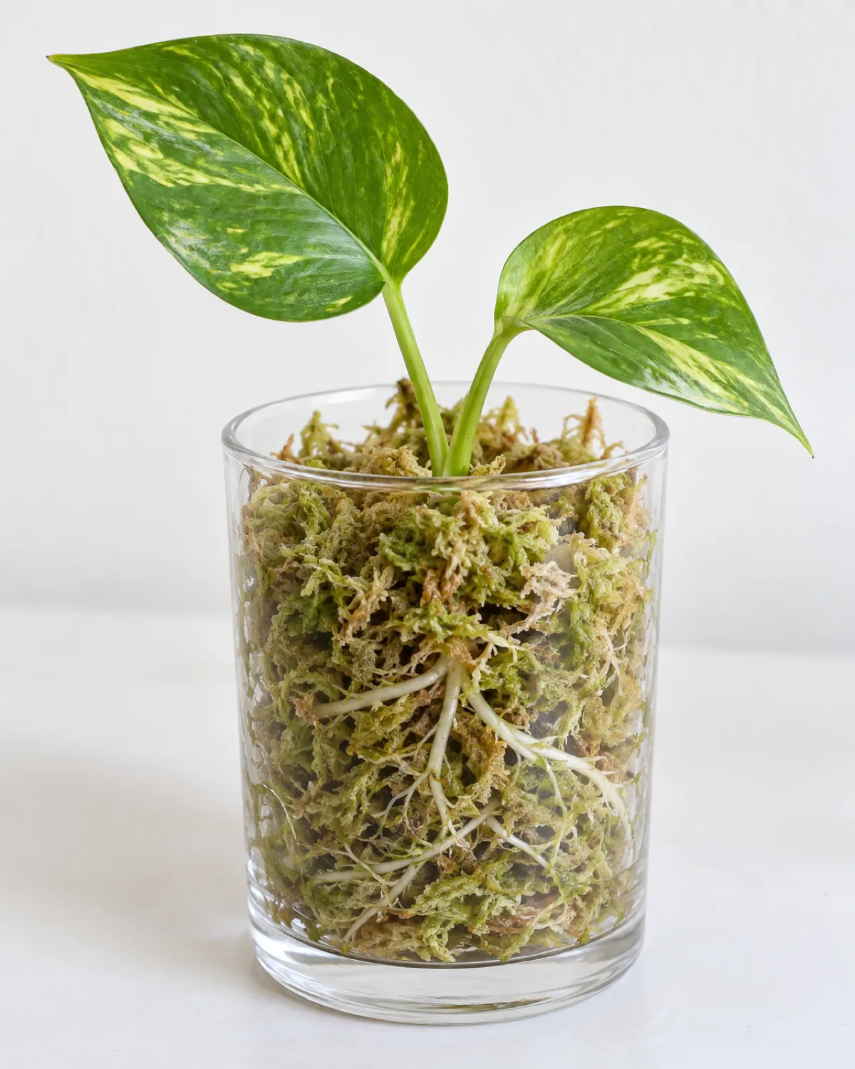 A clear glass container showing a pothos cutting nestled in damp sphagnum moss with fine white roots visible growing through the moss fibers the moss light green and visibly moist but not dripping the cutting with two healthy leaves above the moss line bright indirect light clean white background