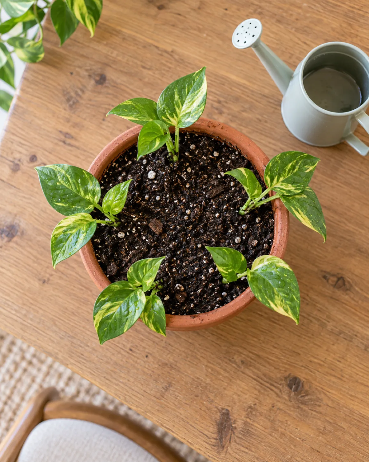 Overhead view of a 6-inch terracotta pot with five pothos cuttings planted in a circle around the rim each angled outward fresh moist potting mix visible between the cuttings each cutting with two to three leaves a small watering can beside the pot bright natural light clean wooden table