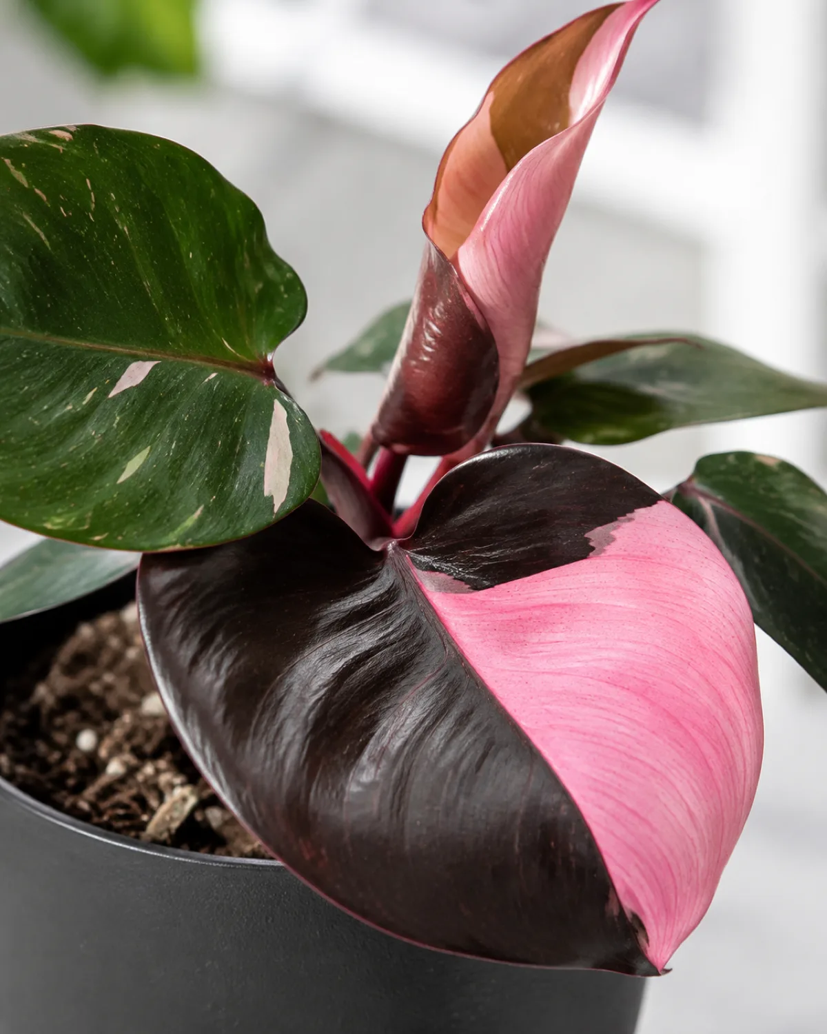 Close-up of a pink princess philodendron showing one mature leaf with a half-moon split of dark burgundy-black and bright bubblegum pink and a new unfurling leaf at the top