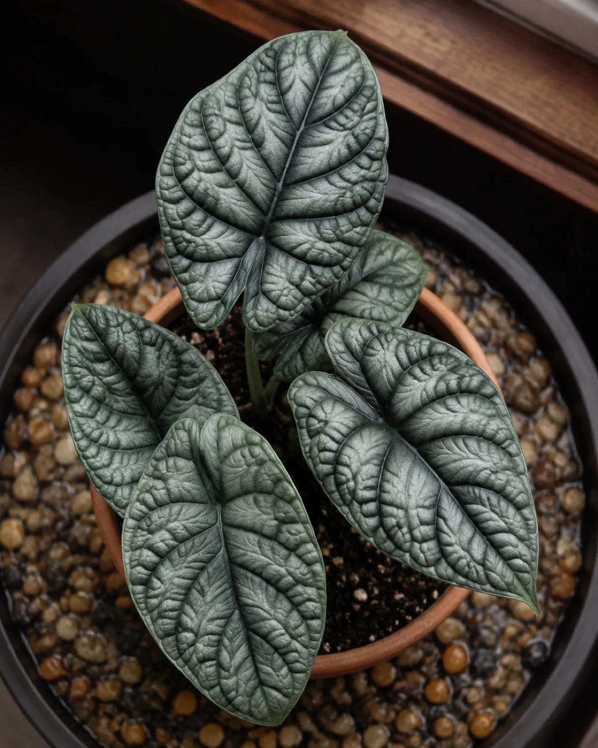 An alocasia dragon scale plant from above showing its deeply embossed silver-green leaf surface with thick dark green veins creating a quilted reptile-skin texture in a terracotta pot on a pebble tray