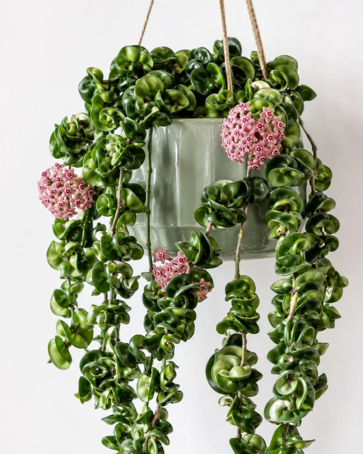 A hoya compacta hindu rope plant hanging in a sage green ceramic planter with thick twisted rope-like vines cascading down and clusters of small pink star-shaped flower umbels visible among the curled foliage