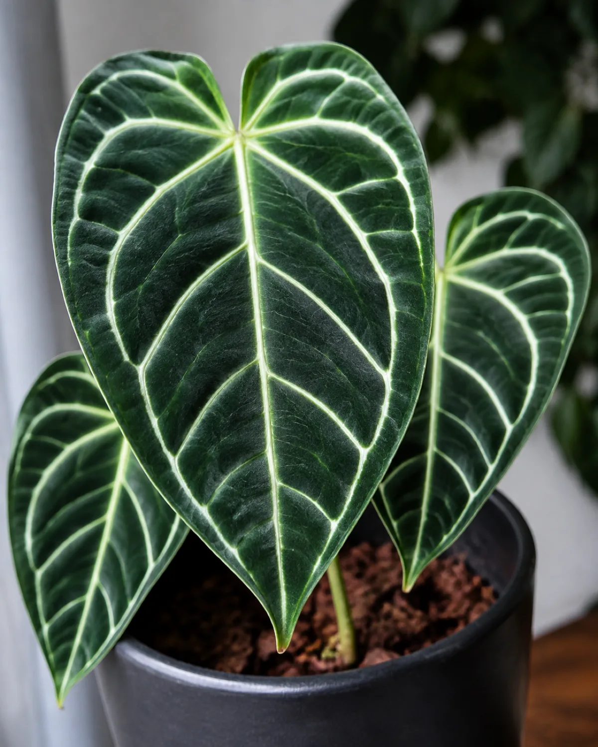 An anthurium clarinervium showing its heart-shaped leaf with dark velvety green surface and bright white crystalline veins in sharp focus with chunky orchid bark visible at the soil surface