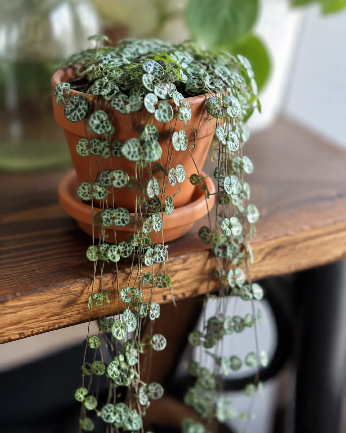 A string of turtles plant in a small terracotta pot on a wooden shelf edge with delicate tiny round leaves showing intricate turtle-shell vein patterns trailing down over the edge
