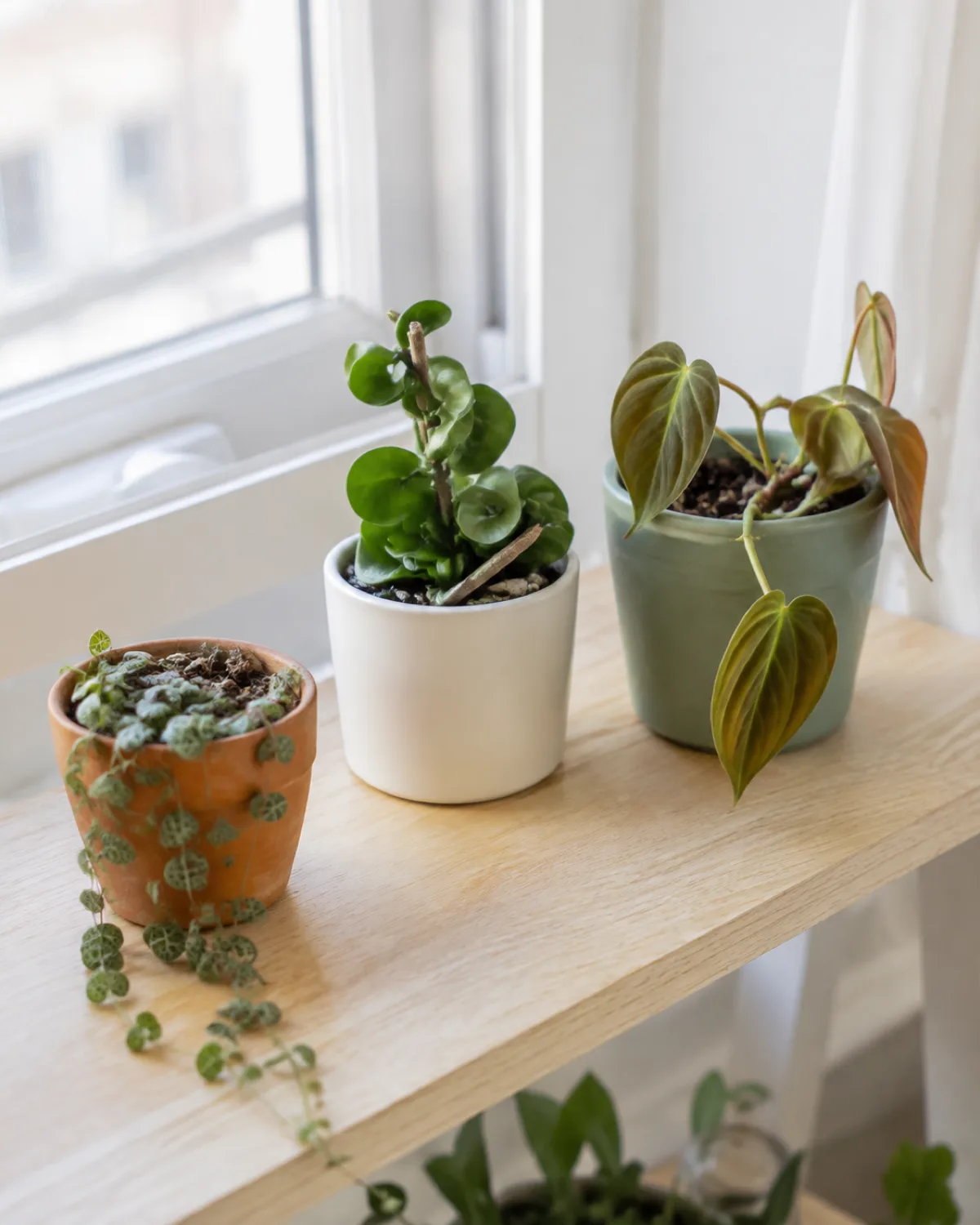 A small beginner rare plant collection on a windowsill shelf with affordable entry-level collector plants including a string of turtles a hoya compacta cutting and a philodendron micans in small pots showing modest scale and patient collecting