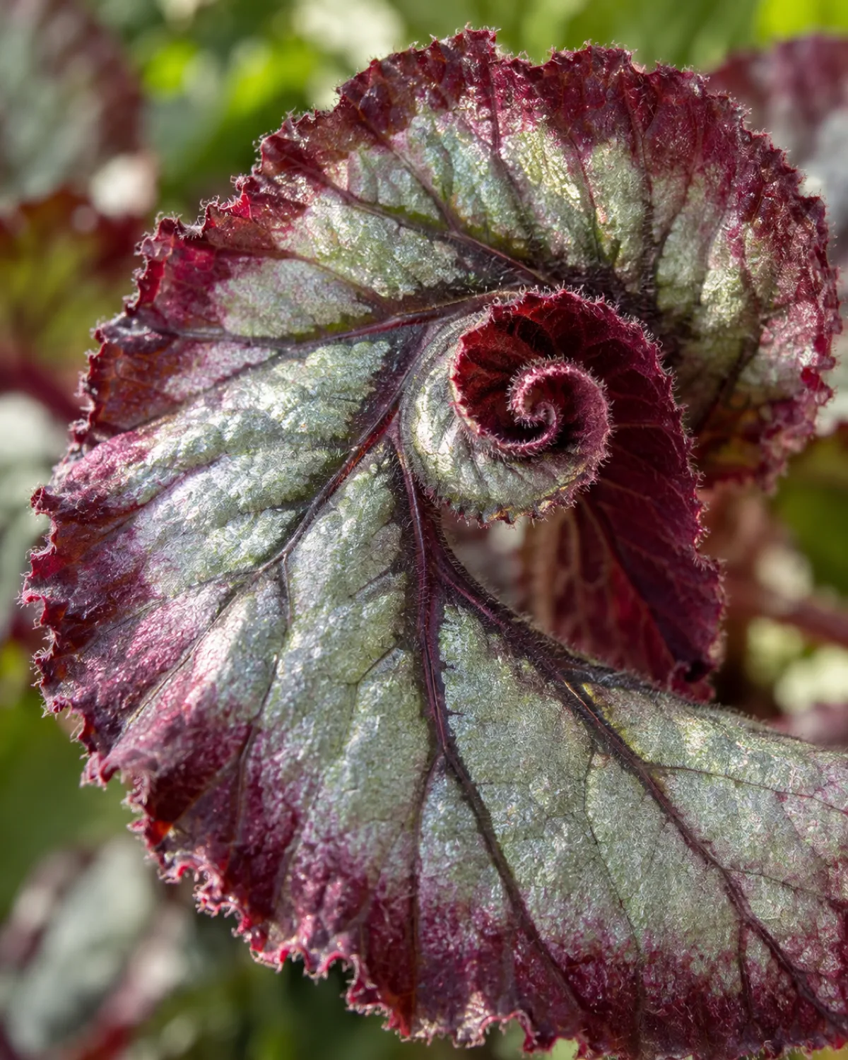 Extreme close-up macro shot of a single rex begonia leaf unfurling in a tight spiral showing metallic silver shimmer on the upper surface contrasting with deep purple-red coloring underneath with light catching the silver areas creating an iridescent gleam