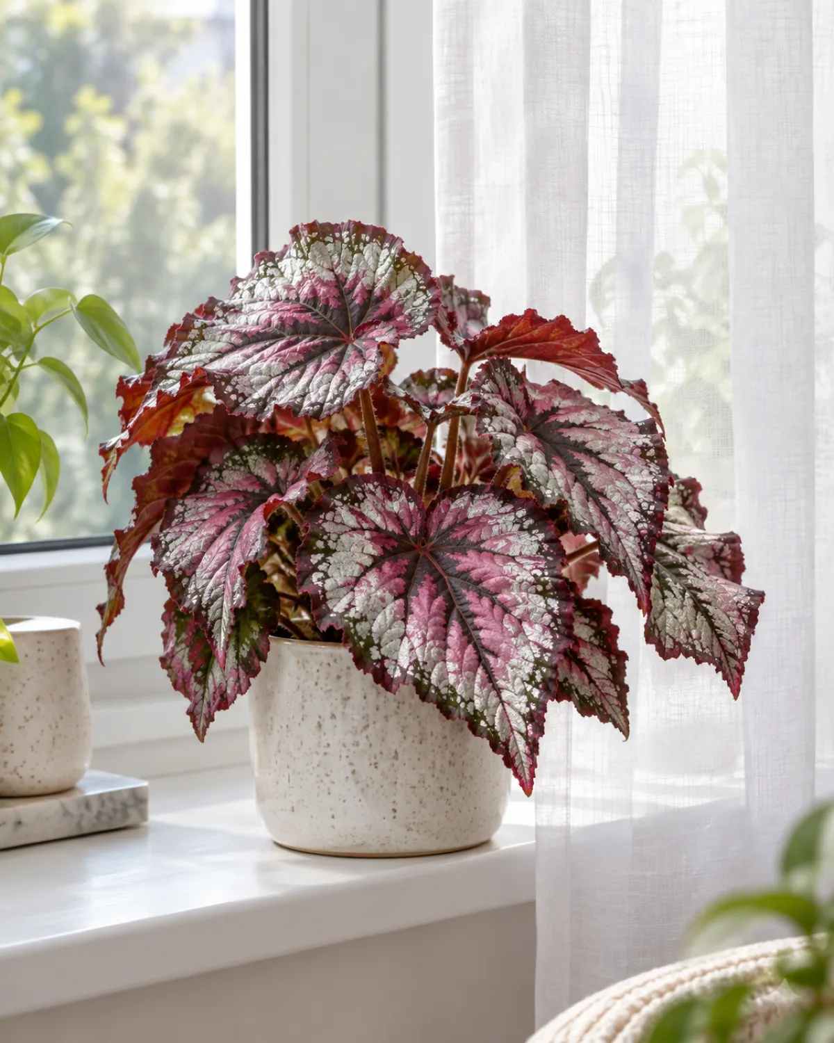 A rex begonia with vibrant metallic pink-and-silver patterned leaves on a windowsill receiving bright filtered light through a sheer curtain from an east-facing window with clean white window frame and soft morning atmosphere