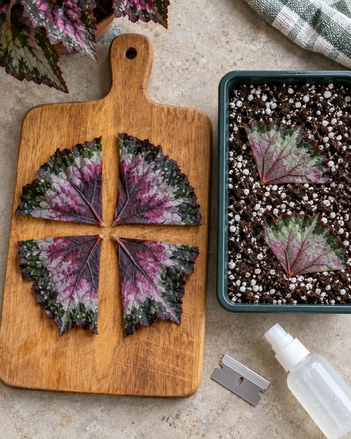 A cutting board with a single large rex begonia leaf cut into four wedge-shaped pieces each containing a visible main vein with a small tray of damp perlite-peat mix nearby and two wedges already pressed vein-side down into the surface with a clean razor blade and spray bottle